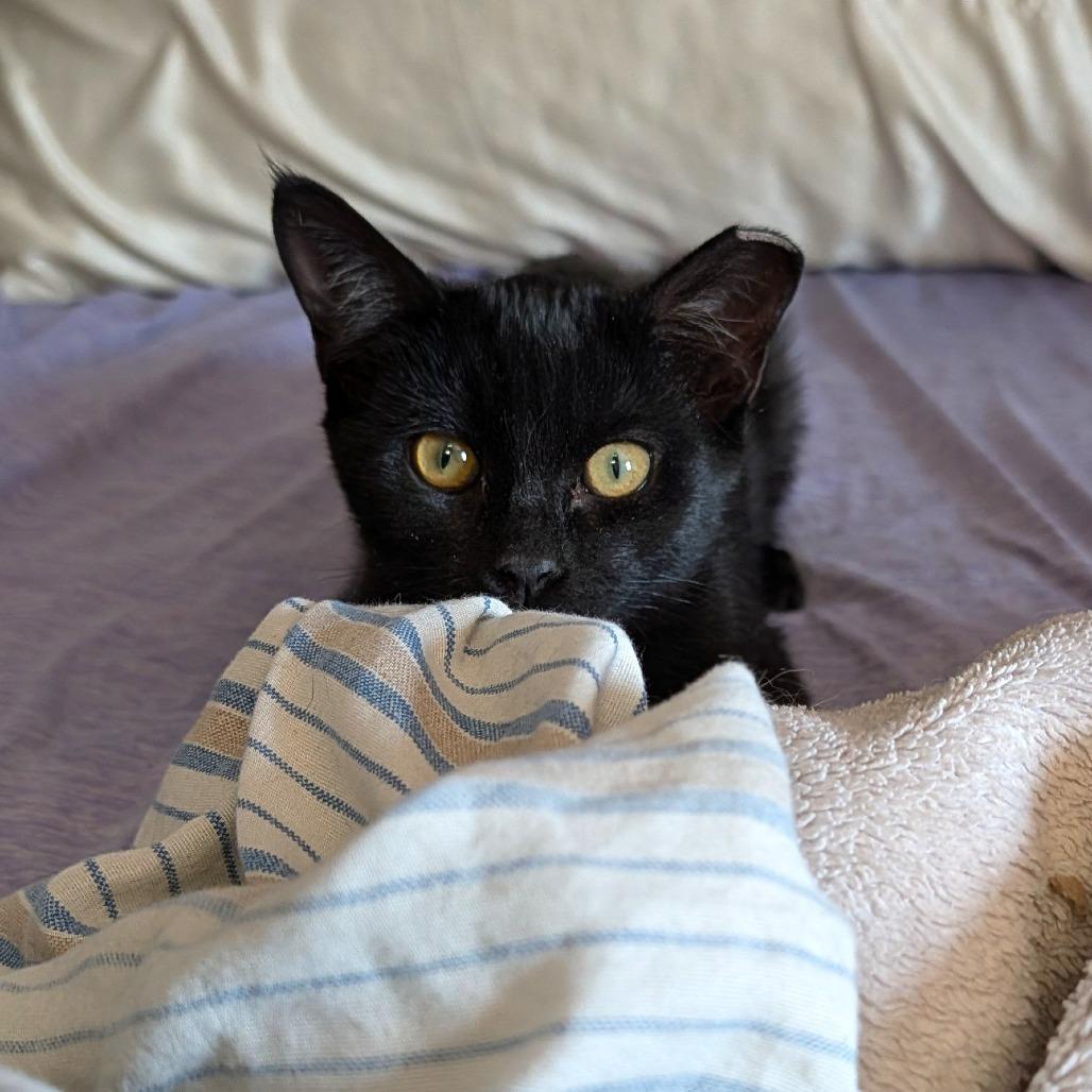 Enlarge Hops, a Adopted Domestic Short Hair in Washoe Valley, NV image 2/3