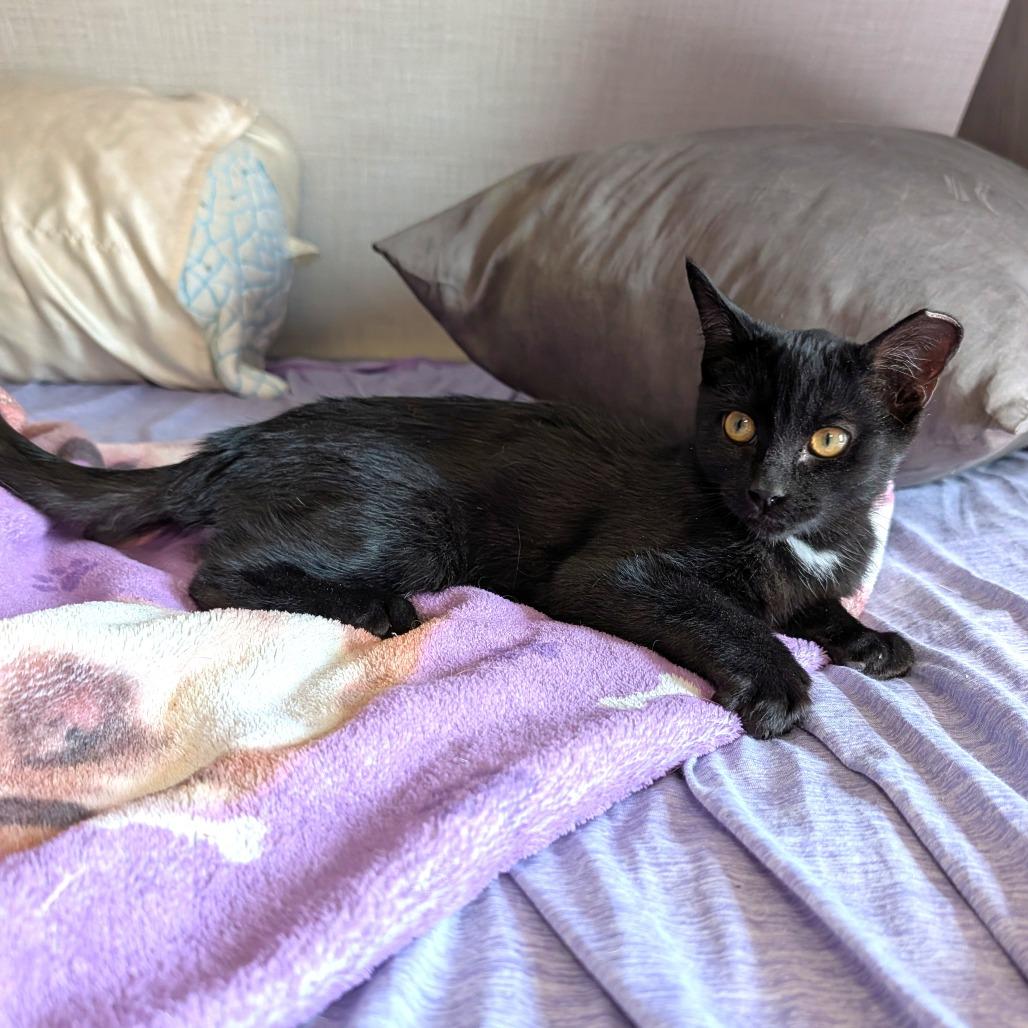 Enlarge Hops, a Adopted Domestic Short Hair in Washoe Valley, NV image 3/3