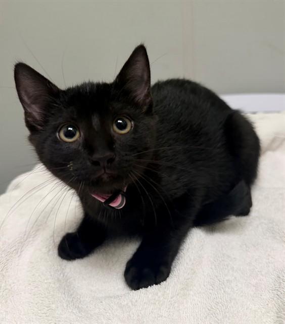 FANTA, Adoptable, Kitten Female Domestic Short Hair.
