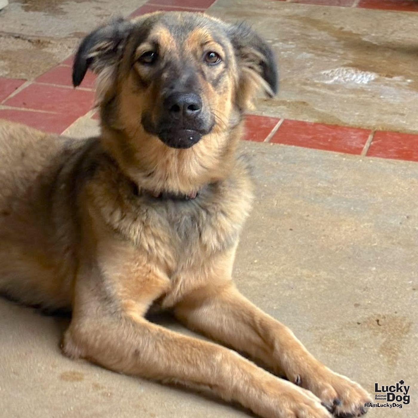 Canela photo