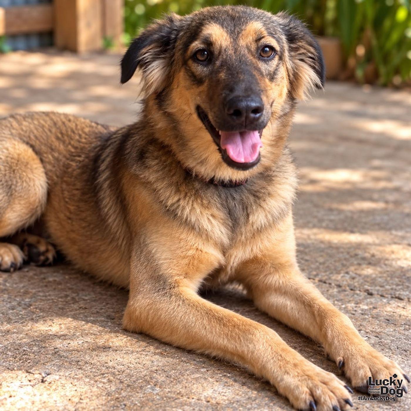 Enlarge Canela, a Adoptable mixed breed in Washington, DC image 2/3