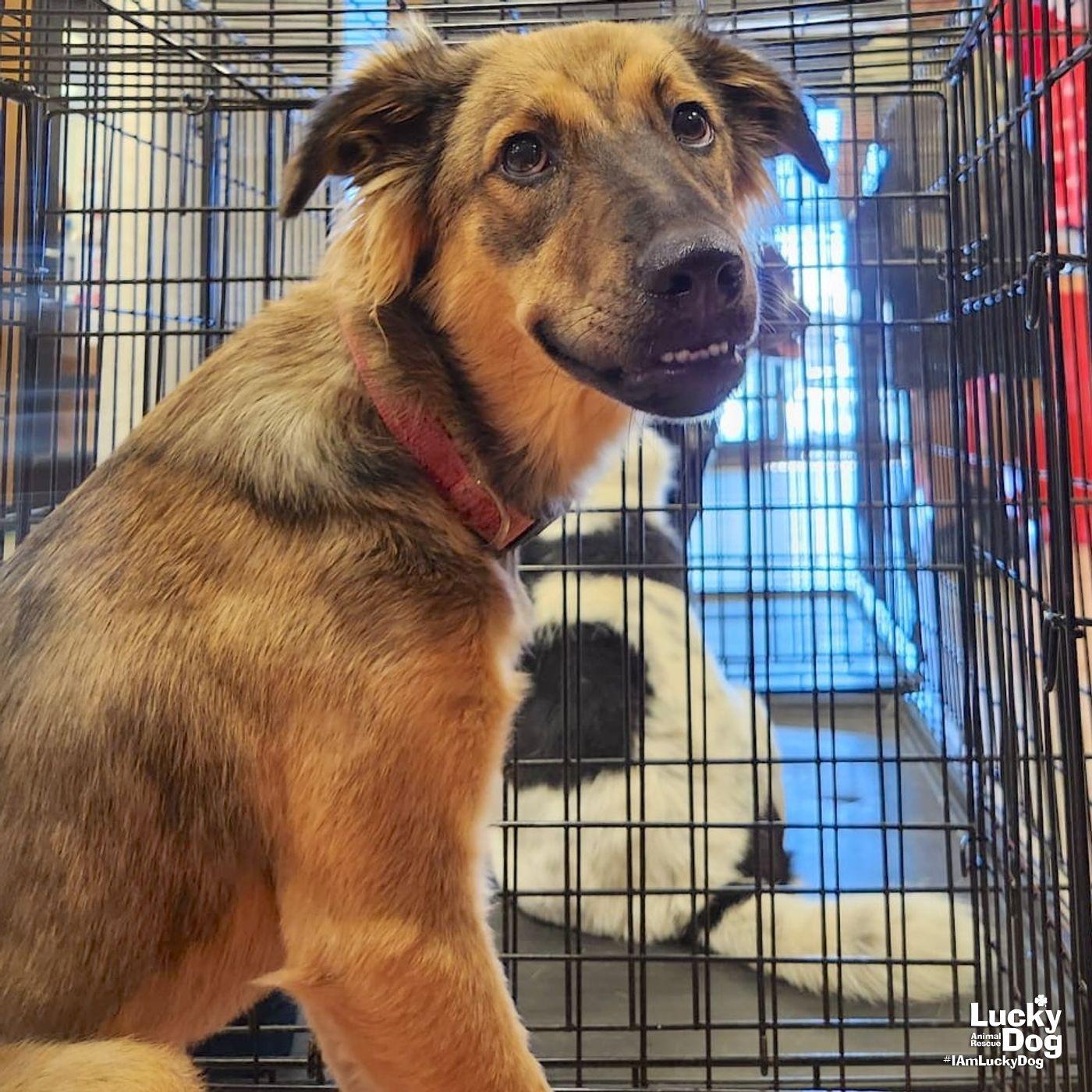 Enlarge Canela, a Adoptable mixed breed in Washington, DC image 3/3