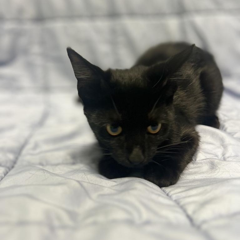 Enlarge Tiny, a Adopted Domestic Short Hair in Jackson, MI image 3/4