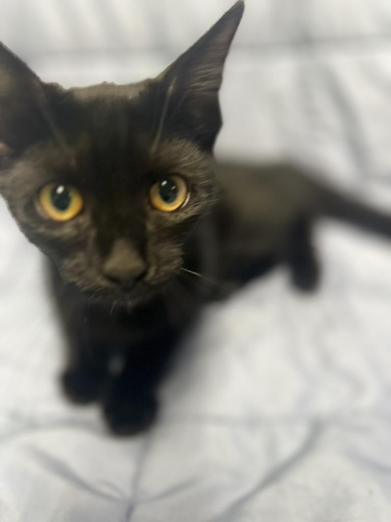 Enlarge Tiny, a Adopted Domestic Short Hair in Jackson, MI image 4/4