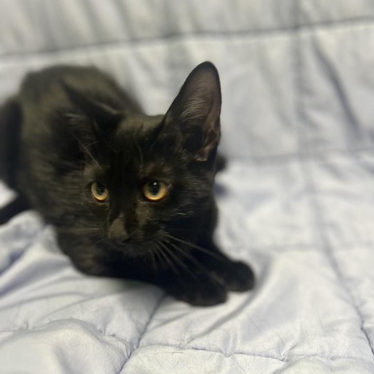 Enlarge Tiny, a Adopted Domestic Short Hair in Jackson, MI image 2/4