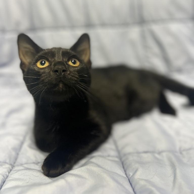 Tiny, Adopted, Kitten Female Domestic Short Hair.
