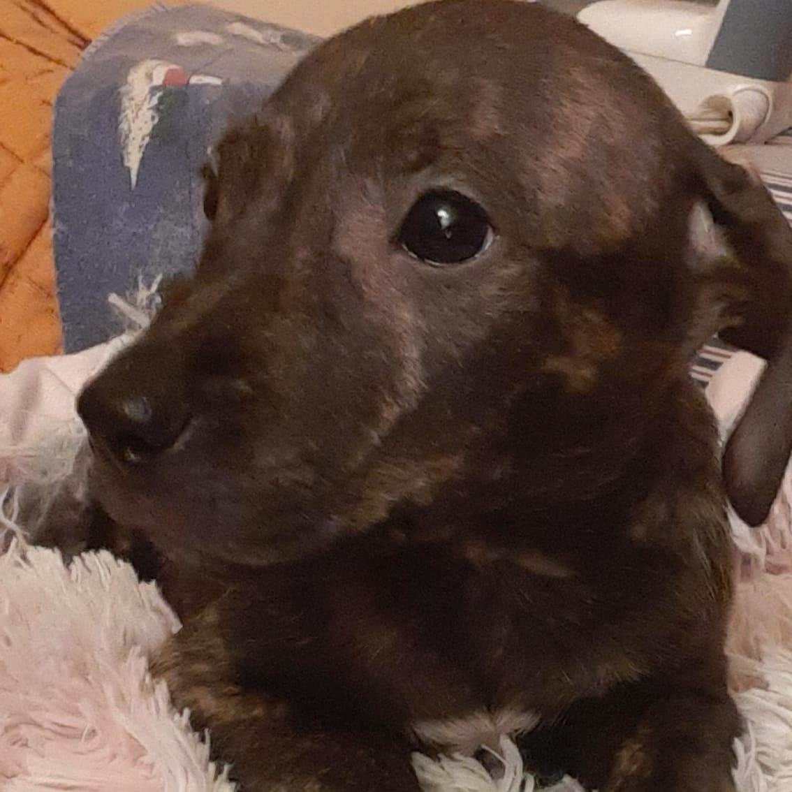 Manchas (23) — thumbnail 2