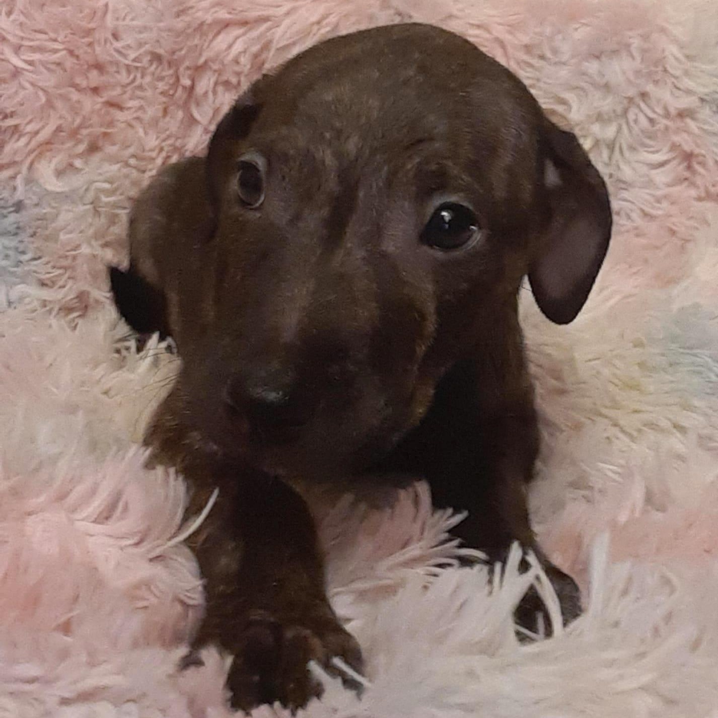 Manchas (23) — thumbnail 3