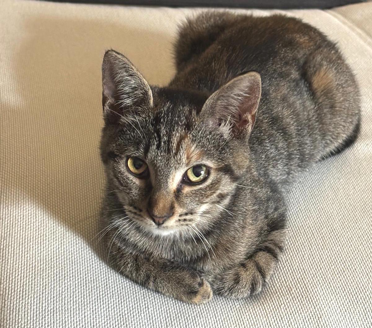 Enlarge Elsie, a ADOPTABLE mixed breed in Hilton Head Island, SC image 2/3