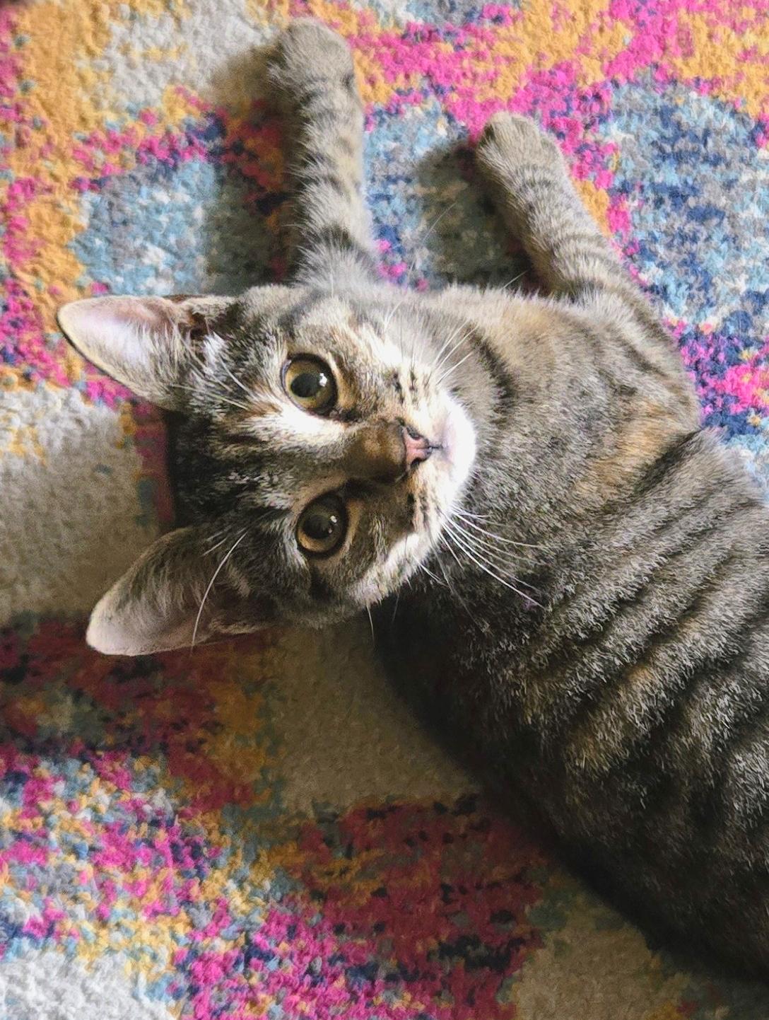 Enlarge Elsie, a ADOPTABLE mixed breed in Hilton Head Island, SC image 1/3