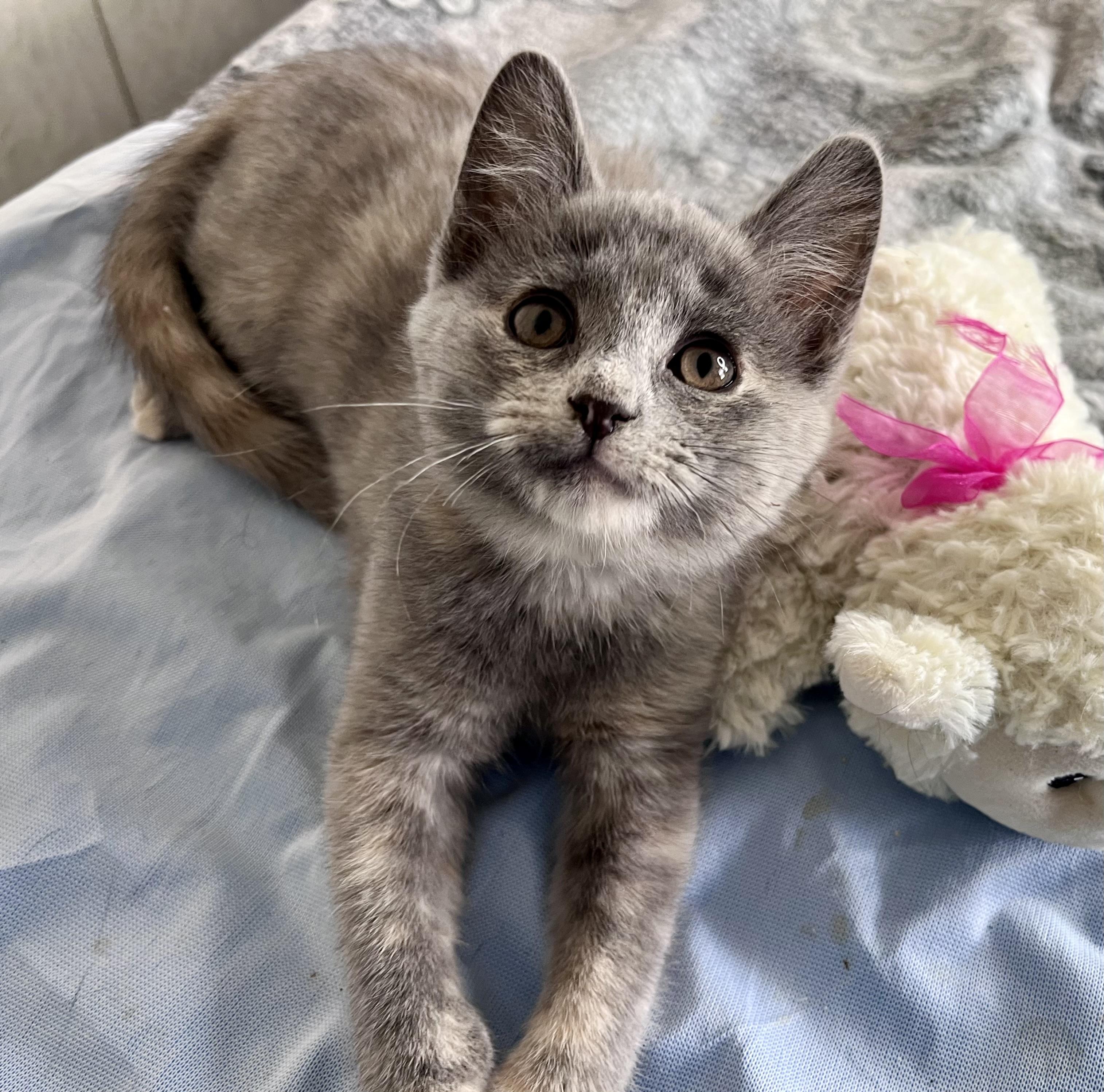 Enlarge Lavender, an adopted mixed breed in Rocky Hill, CT image 1/6
