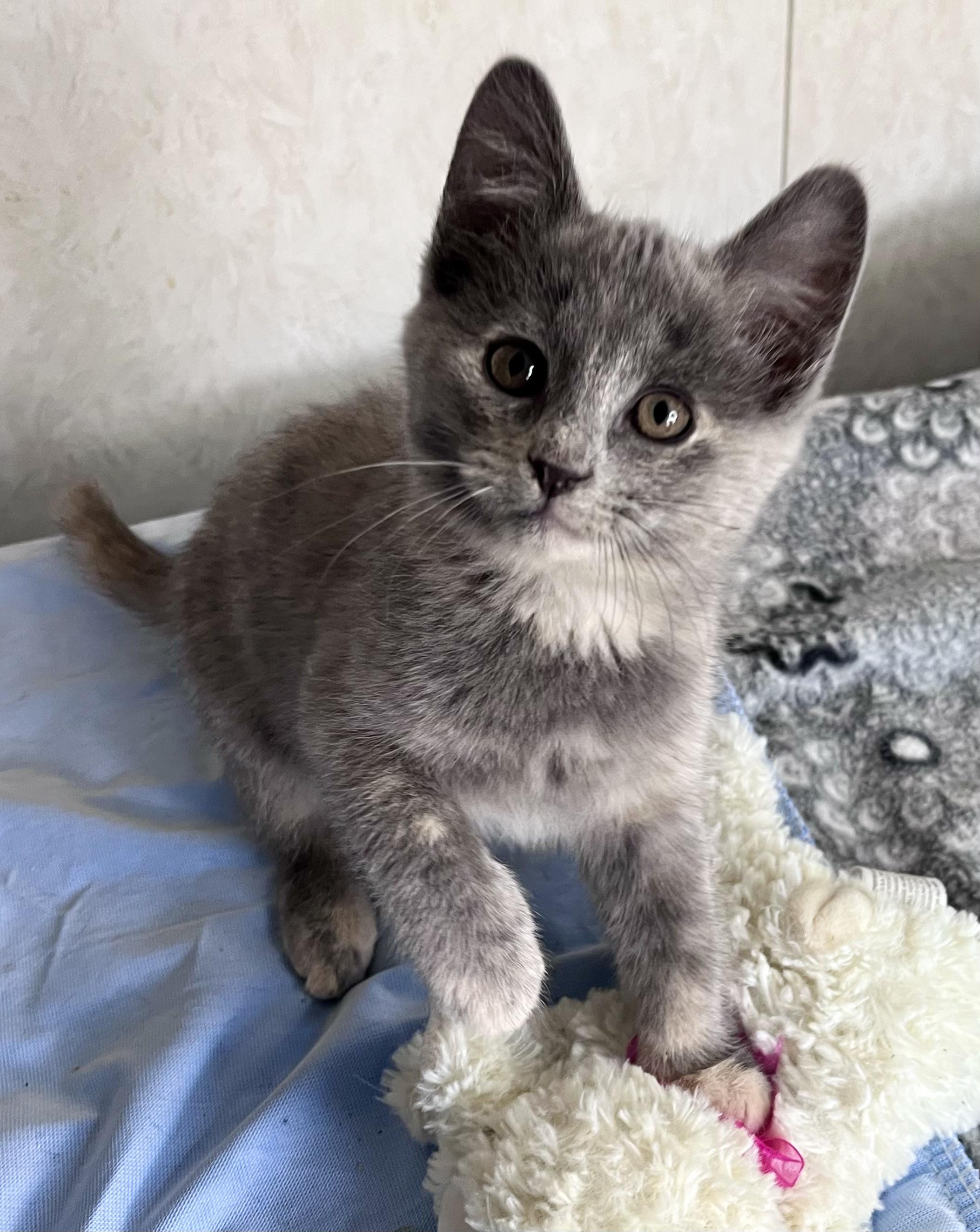 Enlarge Lavender, an adopted mixed breed in Rocky Hill, CT image 5/6