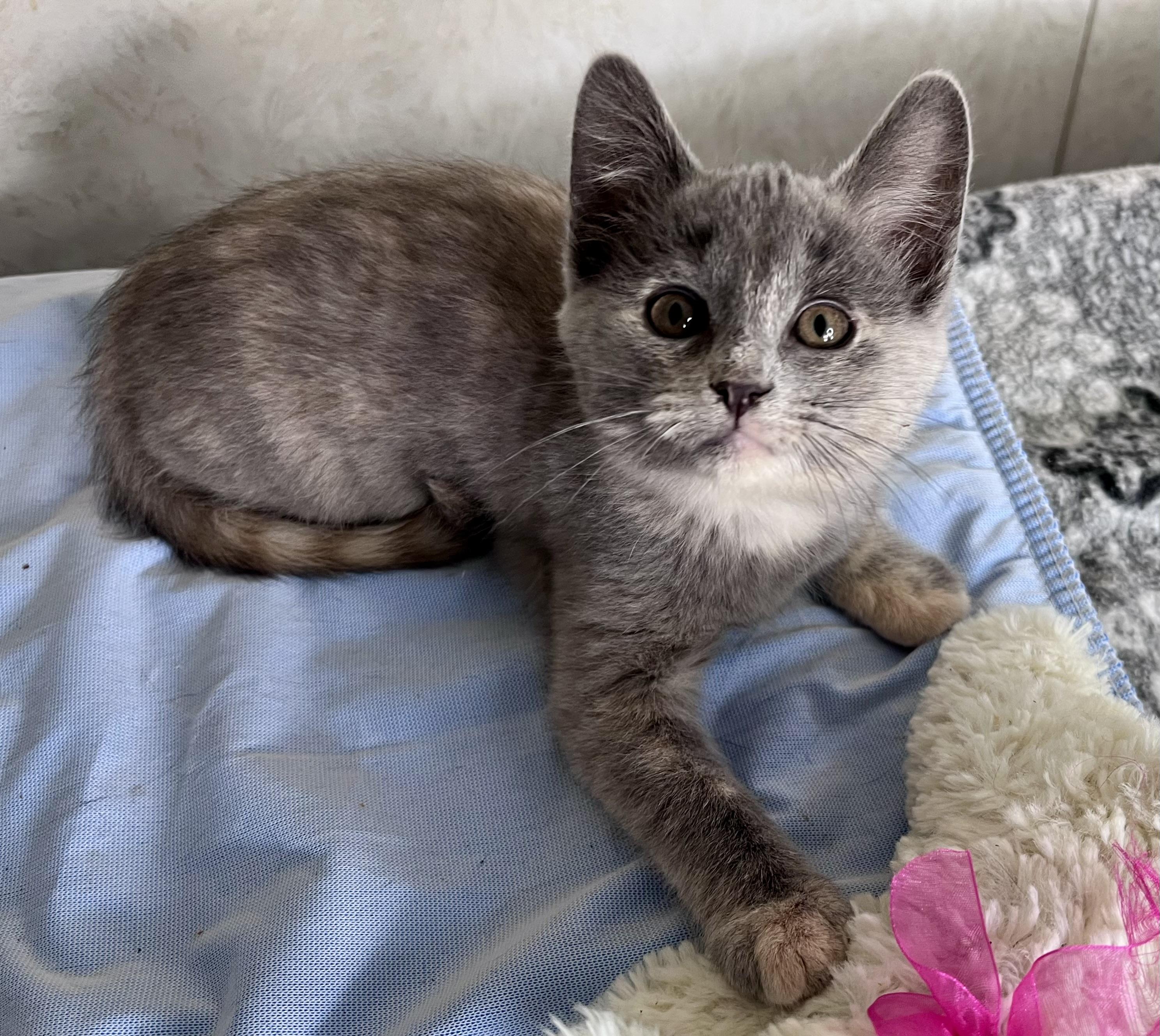 Enlarge Lavender, an adopted mixed breed in Rocky Hill, CT image 4/6