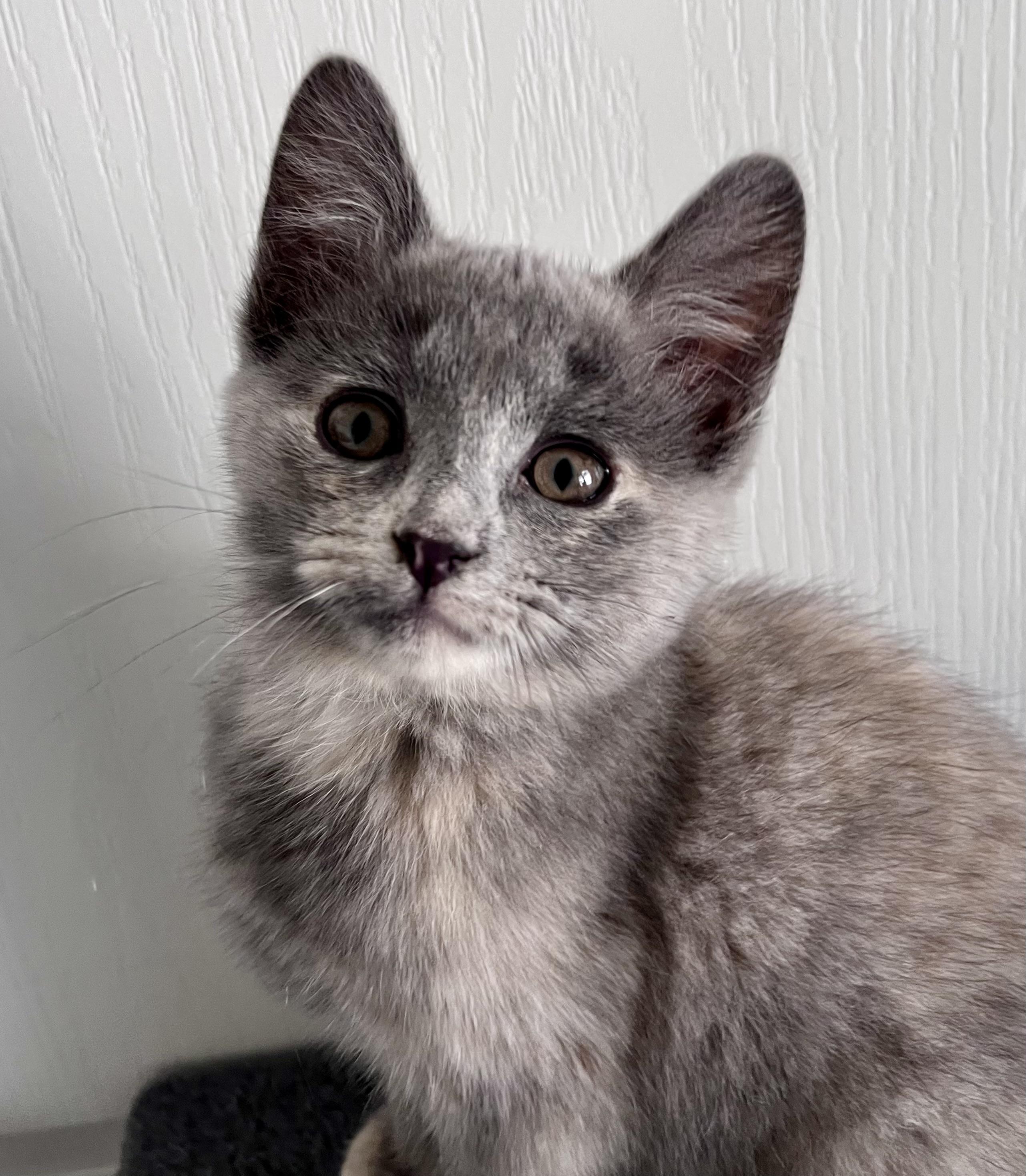 Enlarge Lavender, an adopted mixed breed in Rocky Hill, CT image 3/6
