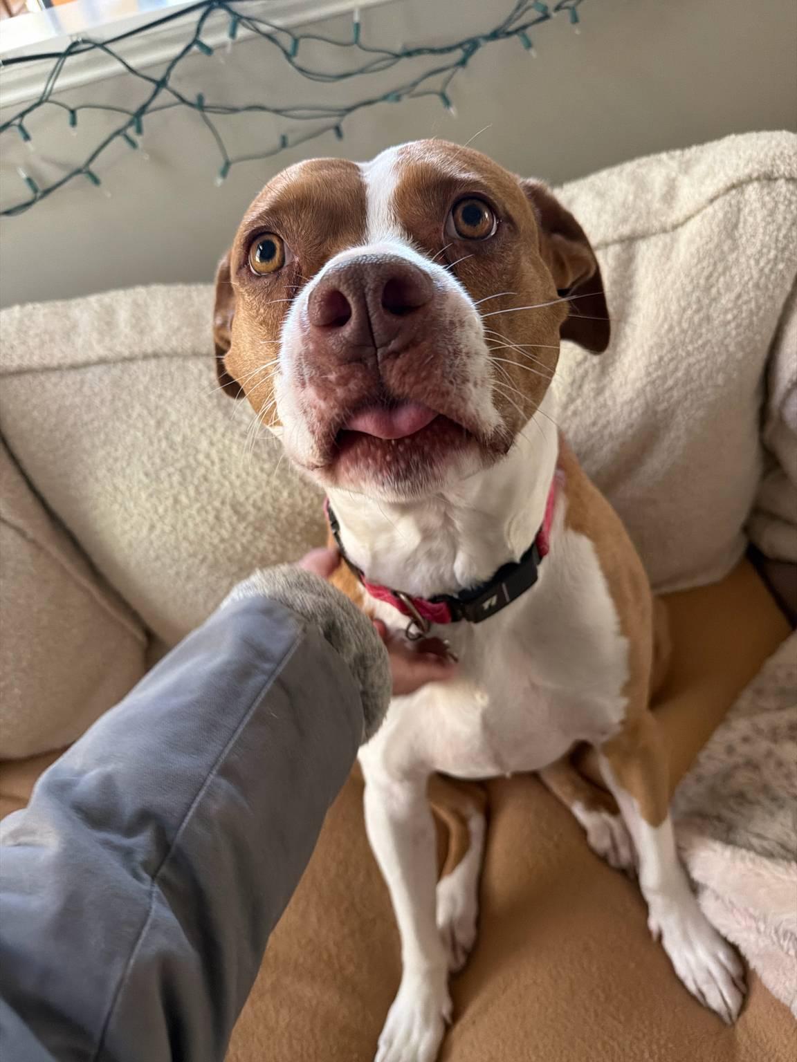 Enlarge Emma, a Adoptable American Staffordshire Terrier in Holly Springs, NC image 3/3