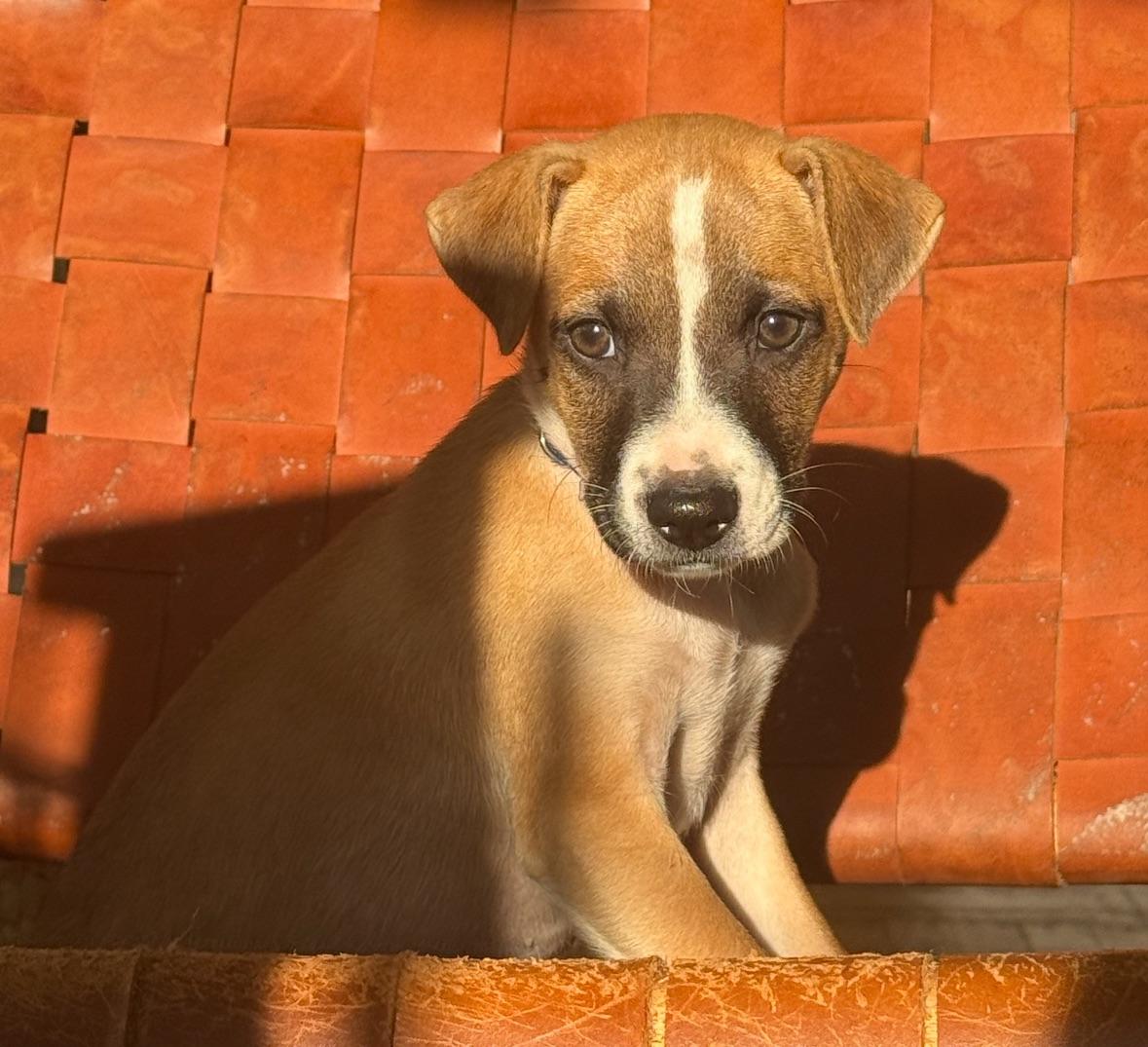 Danny Boy  A thumbnail 4