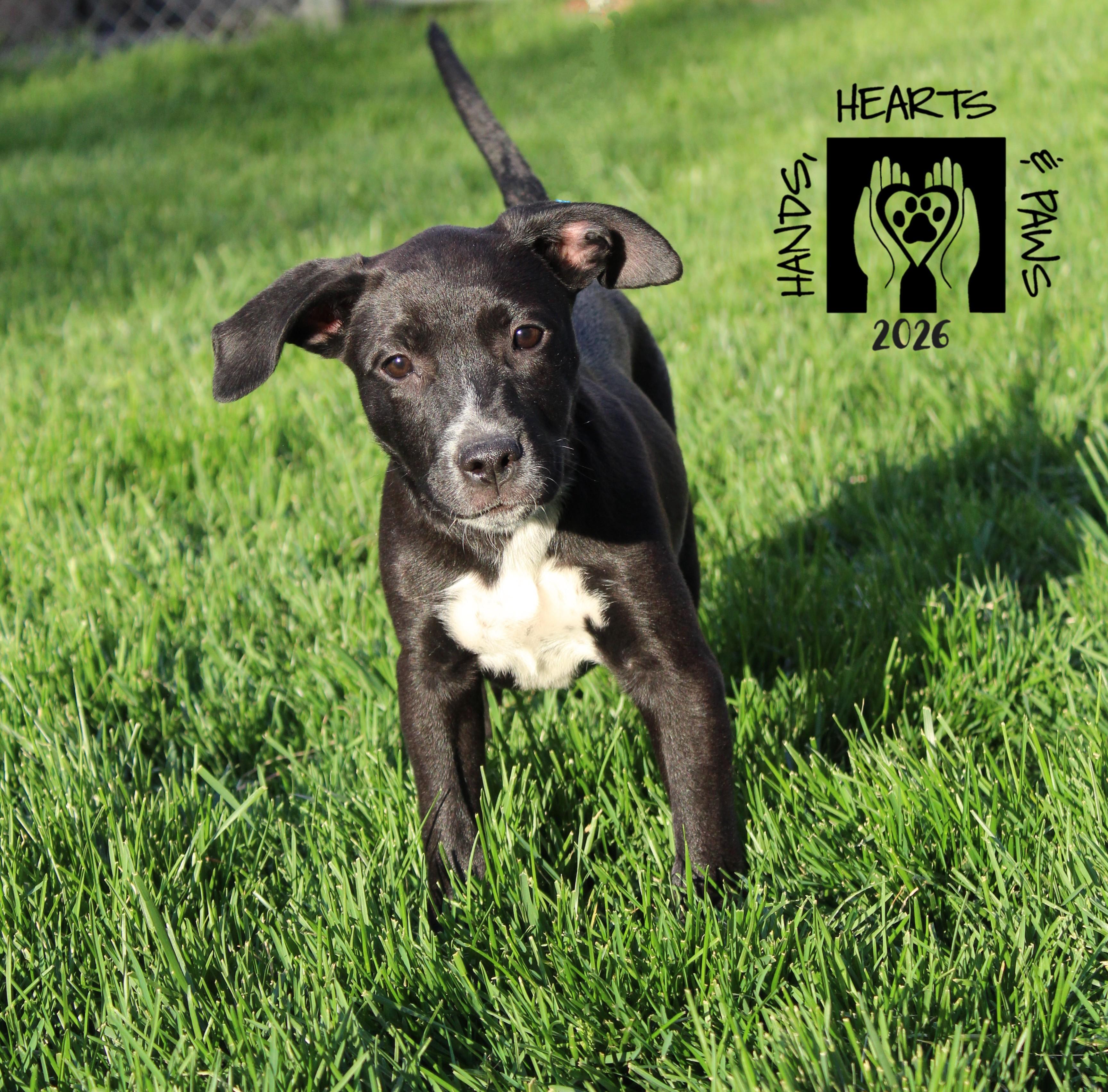 Enlarge Dancing Queen, a Adoptable mixed breed in Omaha, NE image 1/1