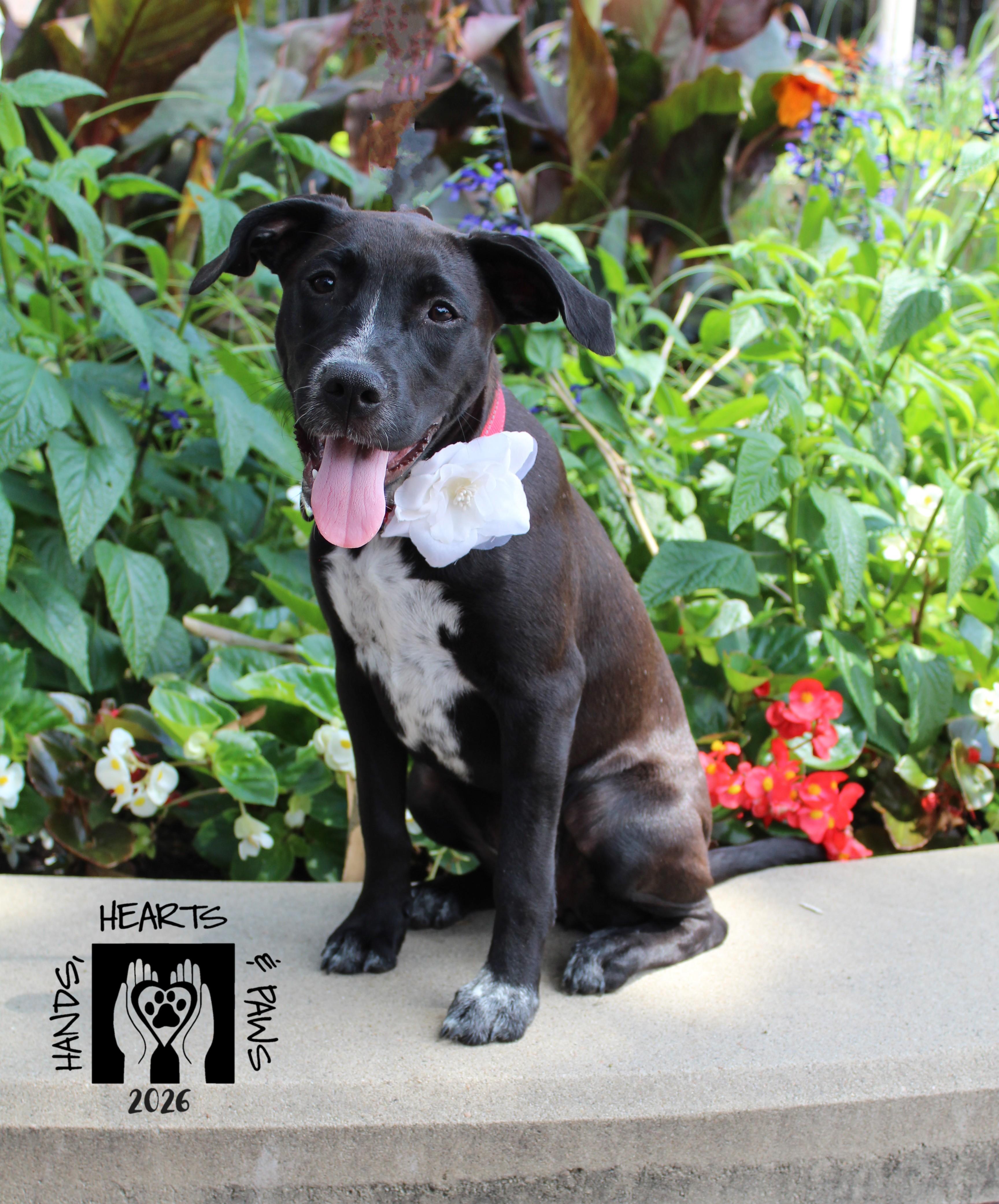 Enlarge Dancing Queen, a Adoptable mixed breed in Omaha, NE image 5/6