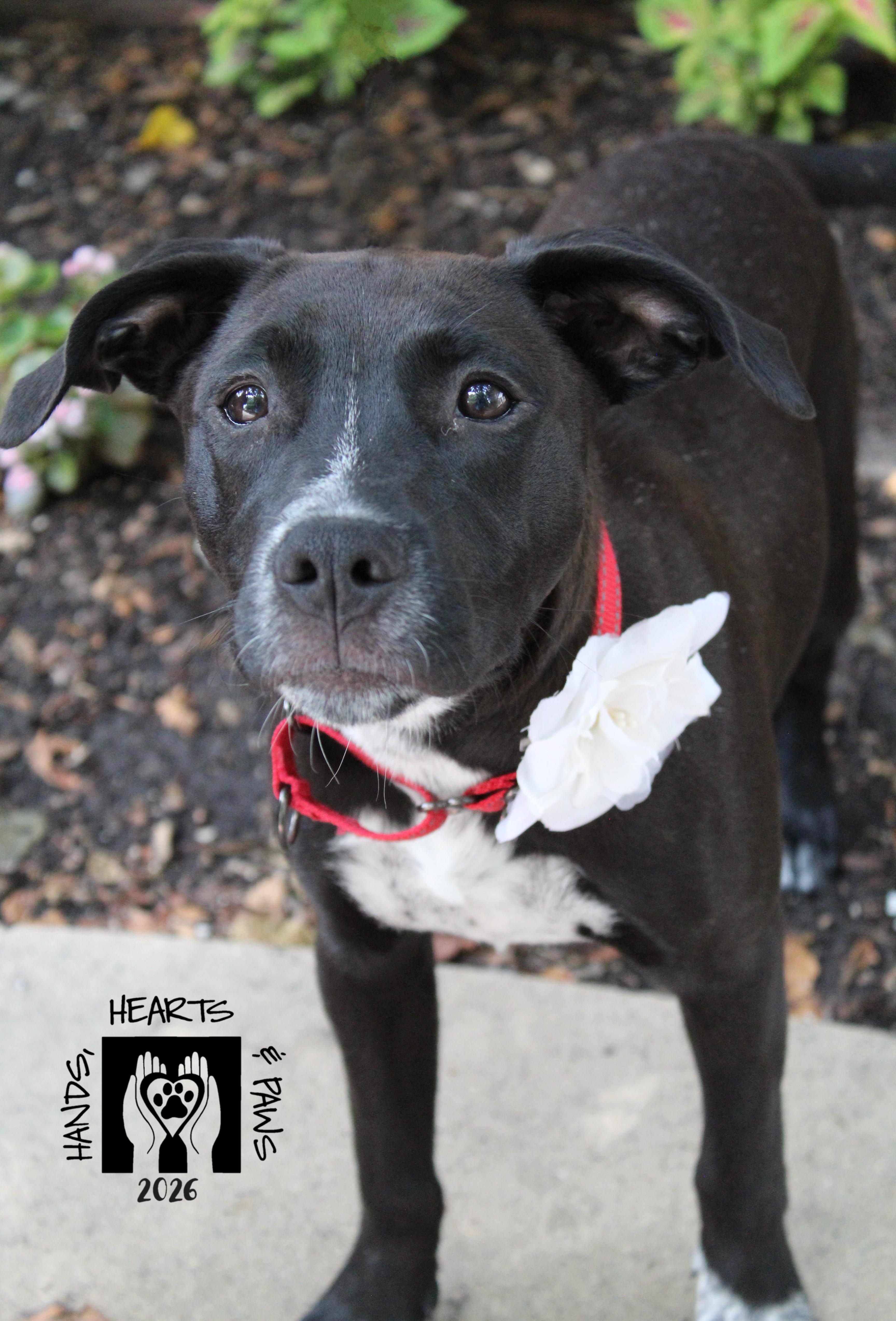 Enlarge Dancing Queen, a Adoptable mixed breed in Omaha, NE image 3/6
