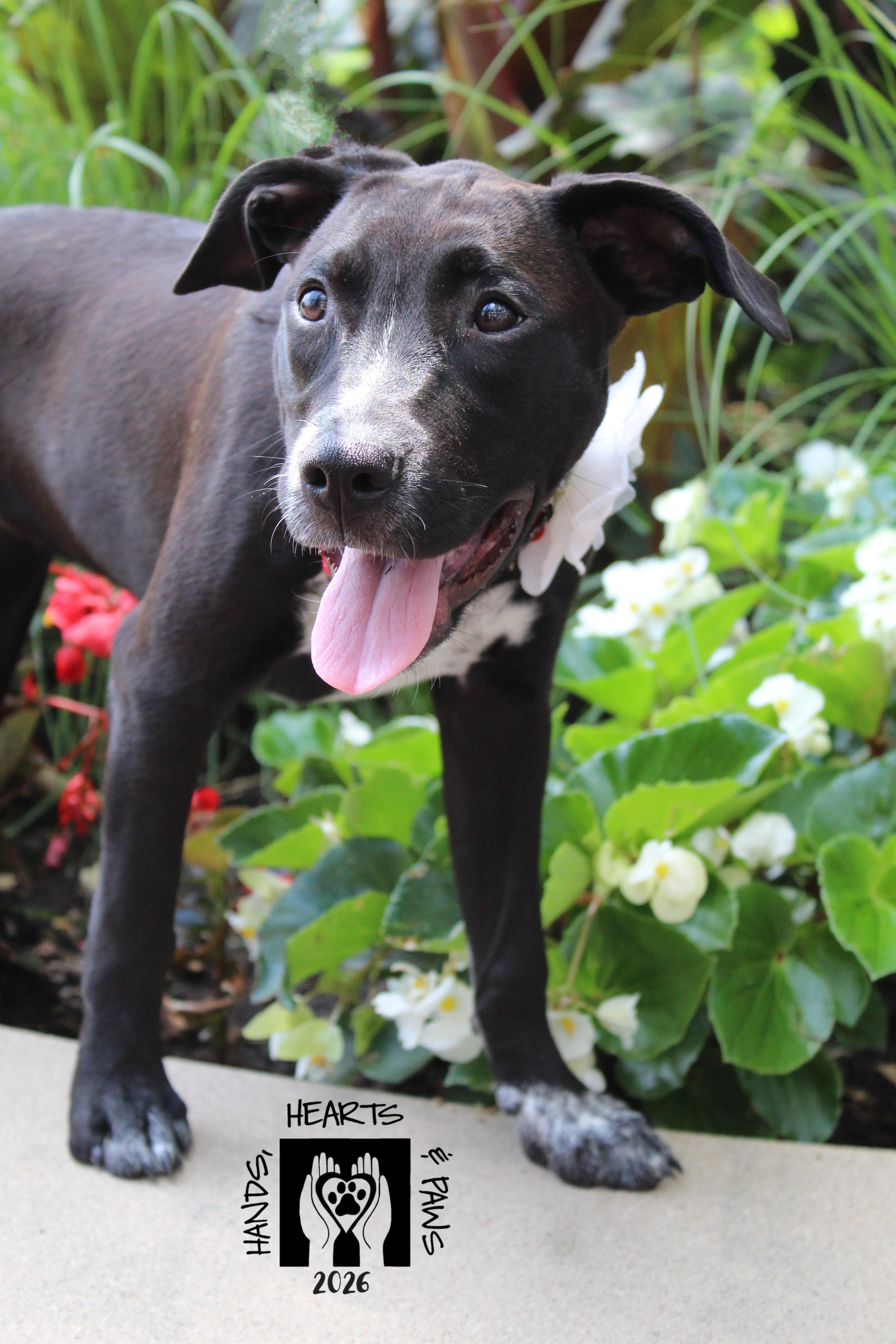 Enlarge Dancing Queen, a Adoptable mixed breed in Omaha, NE image 6/6