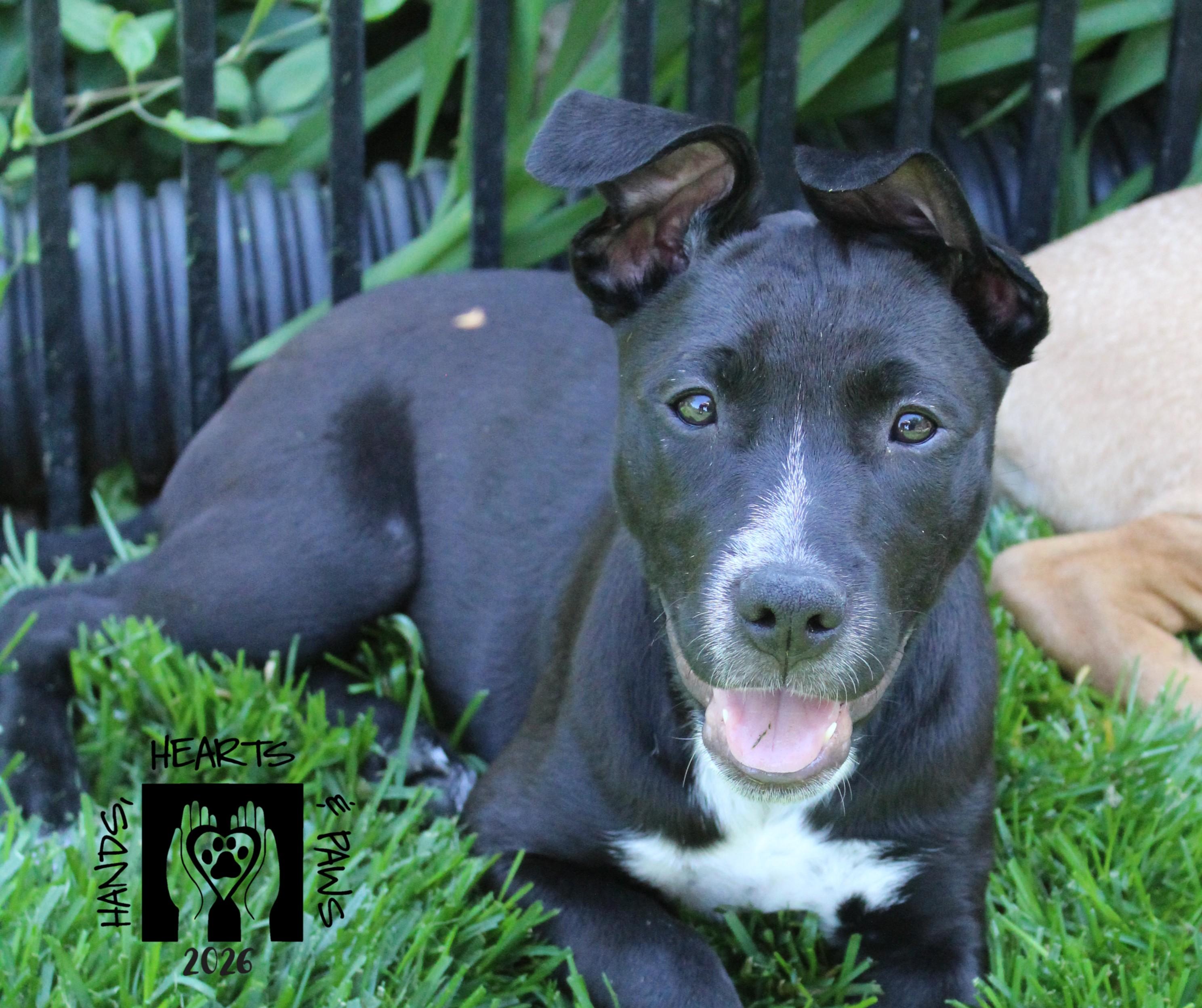 Enlarge Dancing Queen, a Adoptable mixed breed in Omaha, NE image 3/3