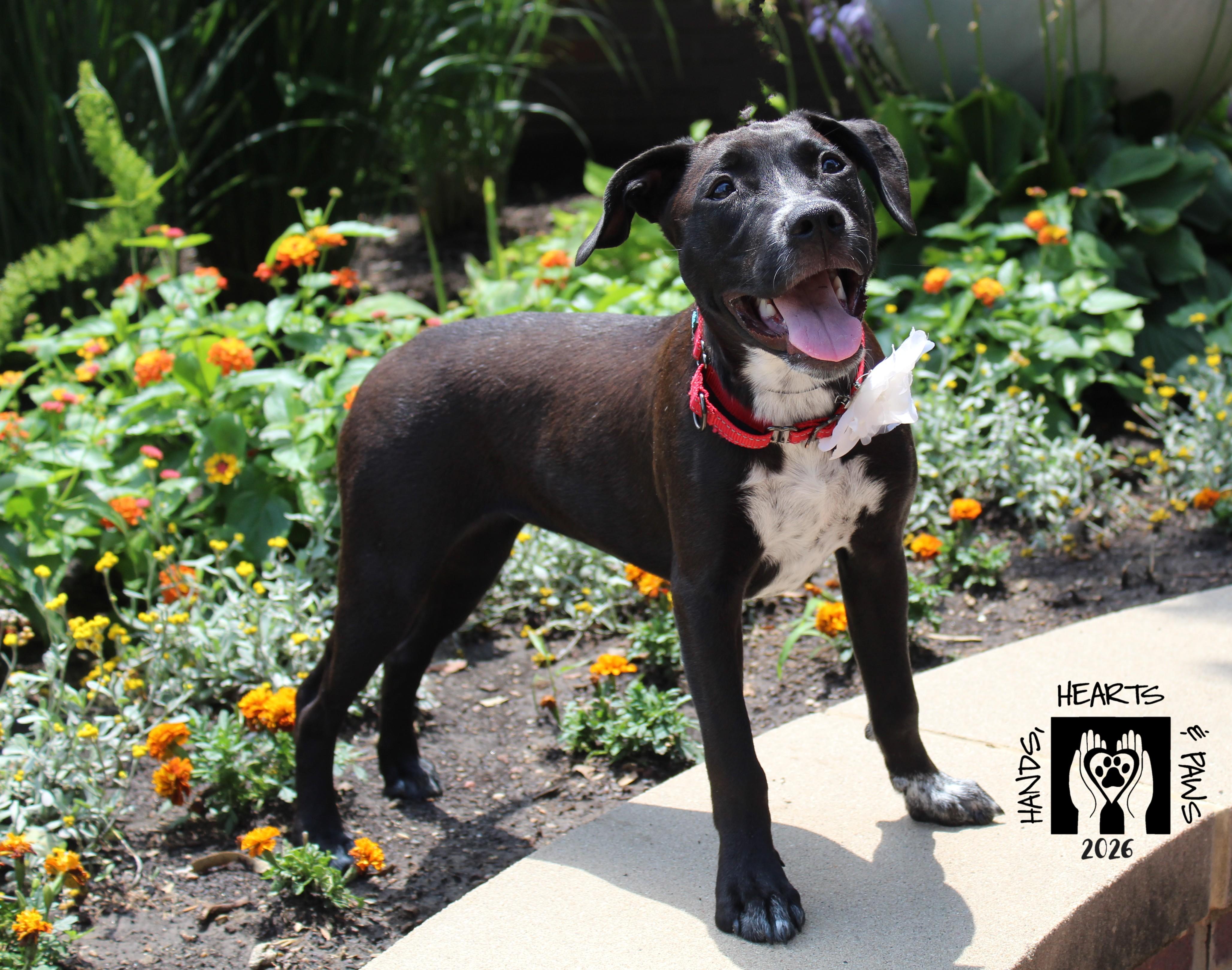 Enlarge Dancing Queen, a Adoptable mixed breed in Omaha, NE image 4/6