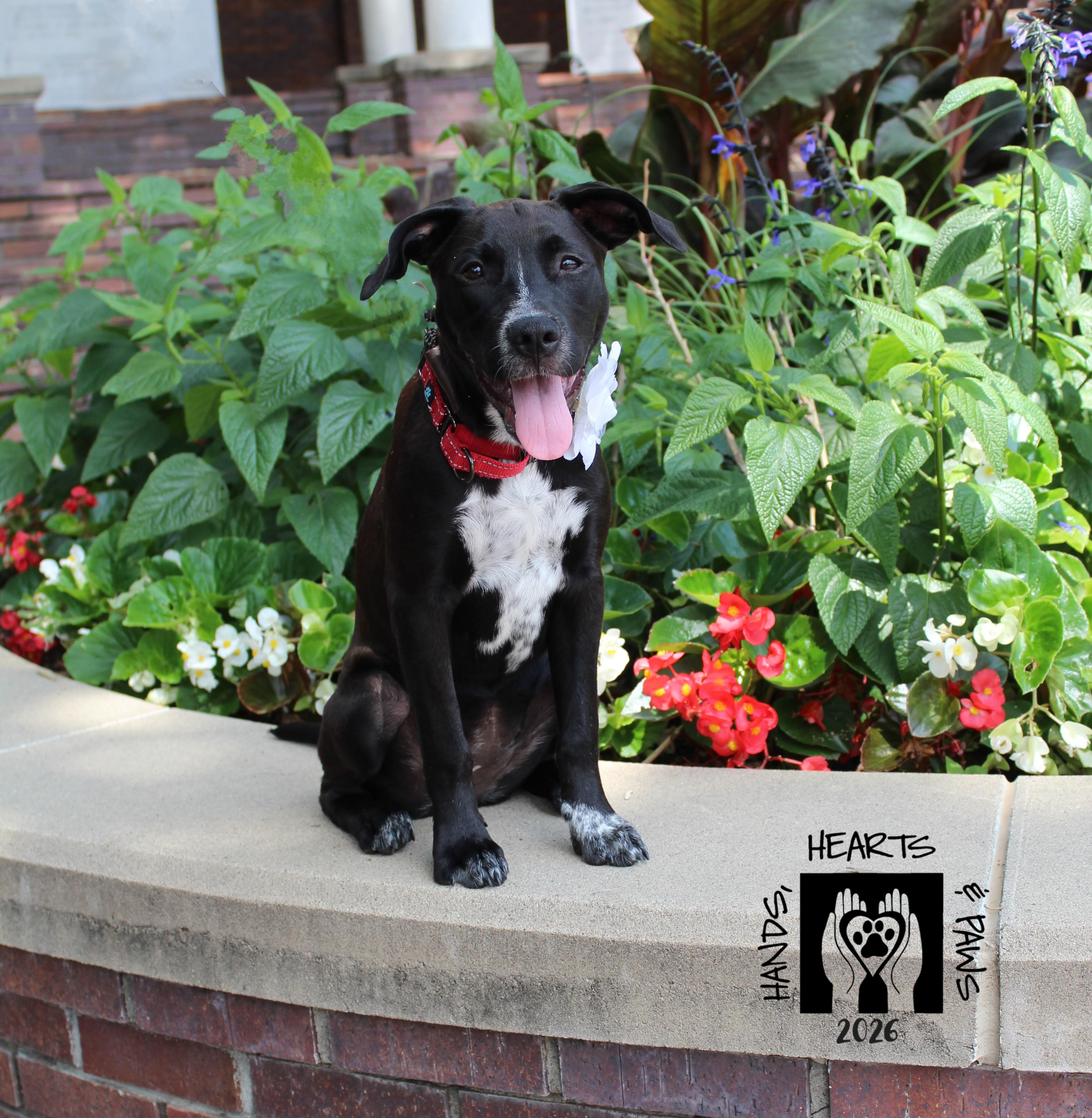 Dancing Queen, Adoptable, Puppy Female Pit Bull Terrier & Siberian Husky.