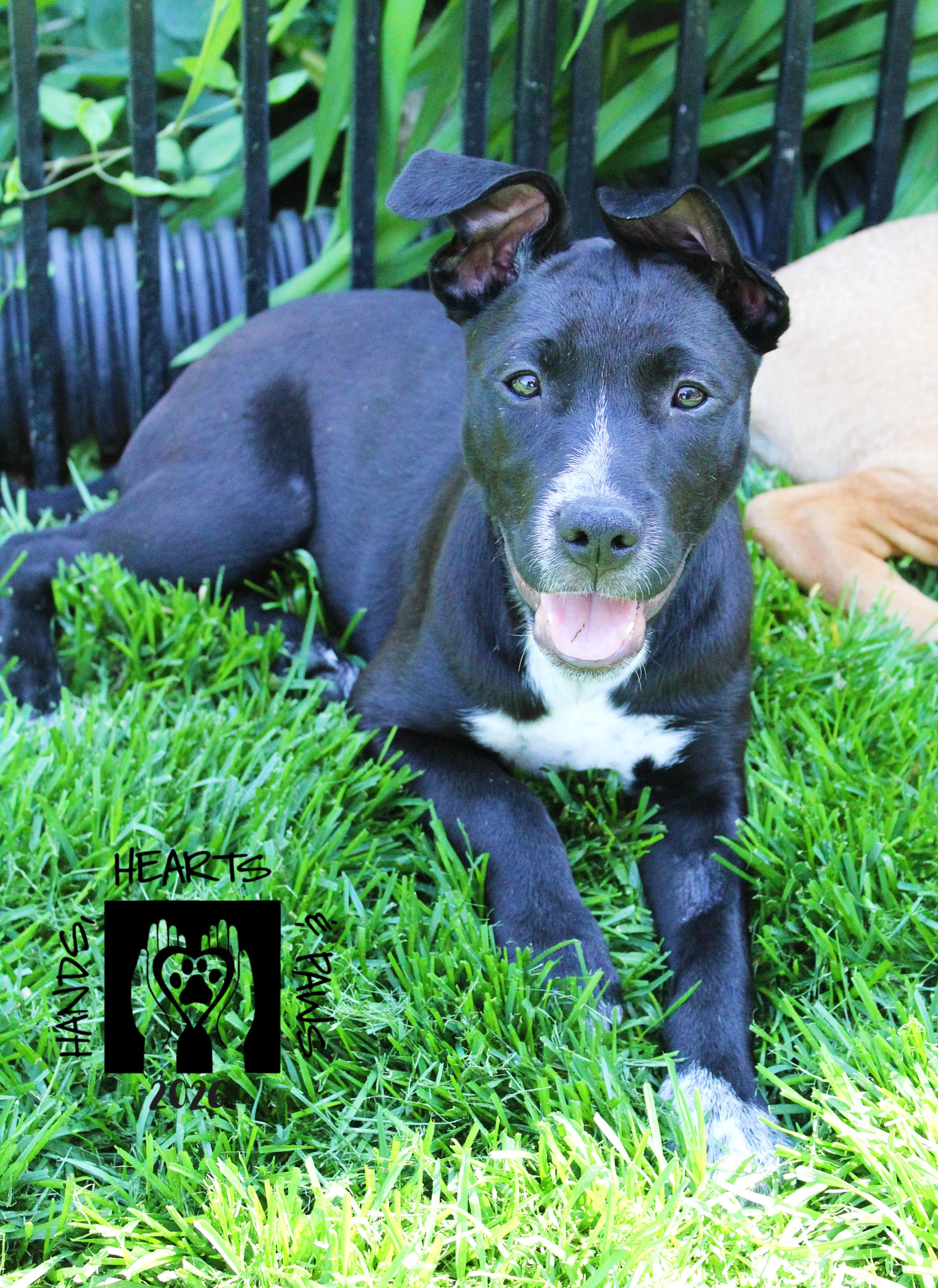 Enlarge Dancing Queen, a Adoptable mixed breed in Omaha, NE image 1/3