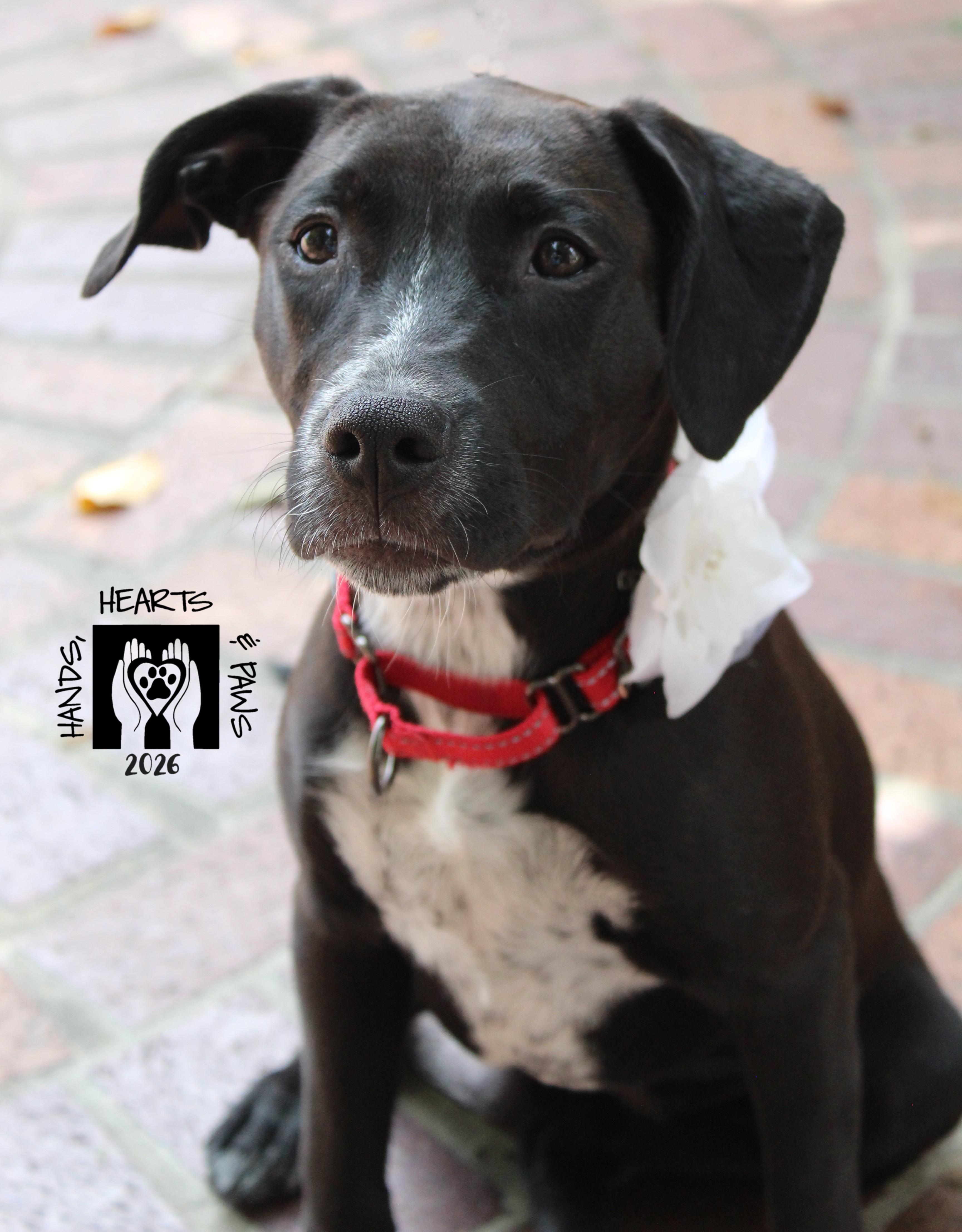 Enlarge Dancing Queen, a Adoptable mixed breed in Omaha, NE image 2/6