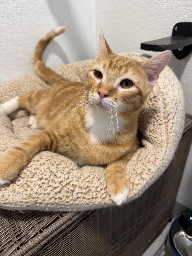 Moon3, Adoptable, Young Male Domestic Short Hair.