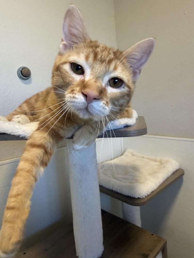 Enlarge Moon3, a Adoptable mixed breed in Littleton, CO image 2/4