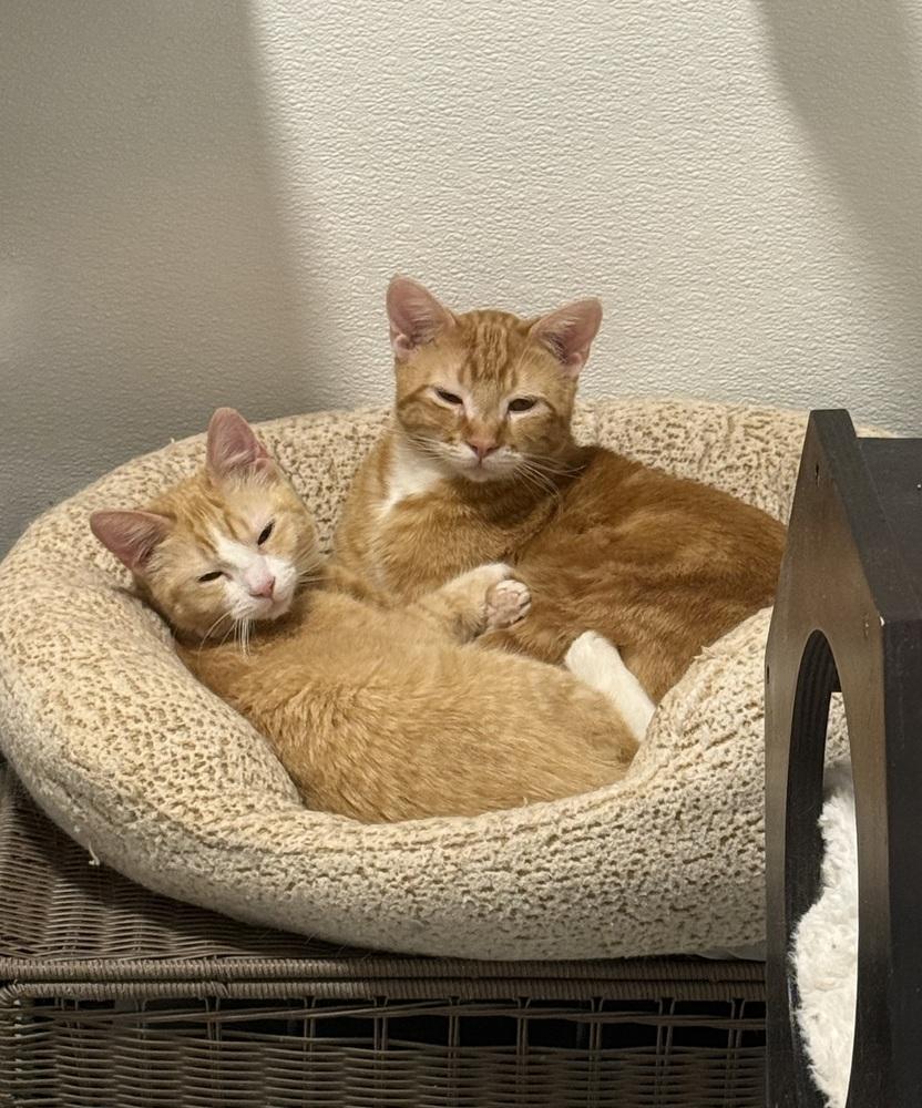 Enlarge Moon3, a Adoptable mixed breed in Littleton, CO image 3/4