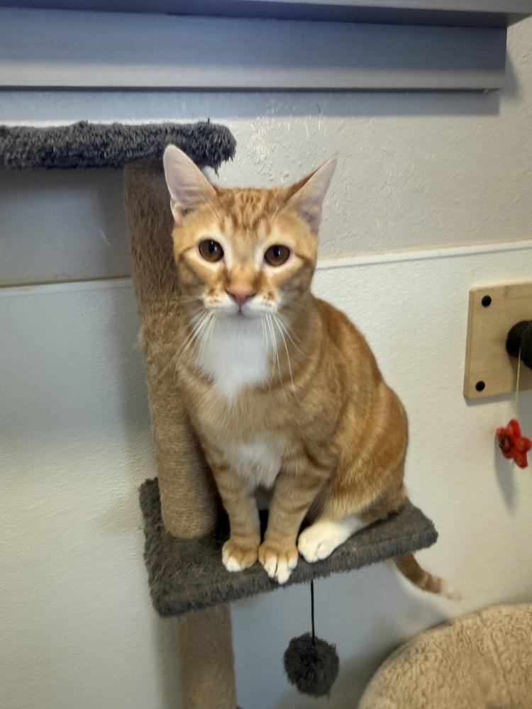 Enlarge Moon3, a Adoptable mixed breed in Littleton, CO image 4/4