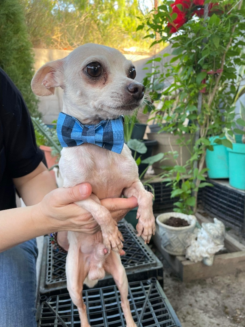 Jimmy Cricket "JC", a Adopted Chihuahua in Warren, RI image 1/3