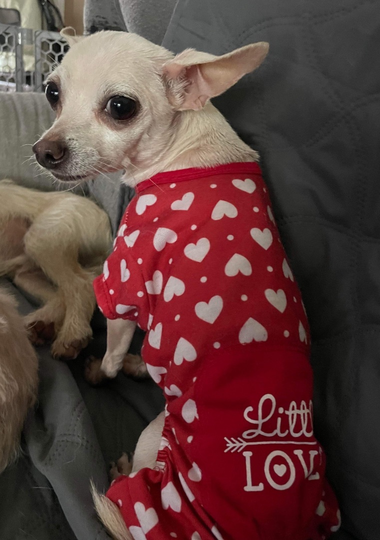 Jimmy Cricket "JC", a Adopted Chihuahua in Warren, RI image 2/3