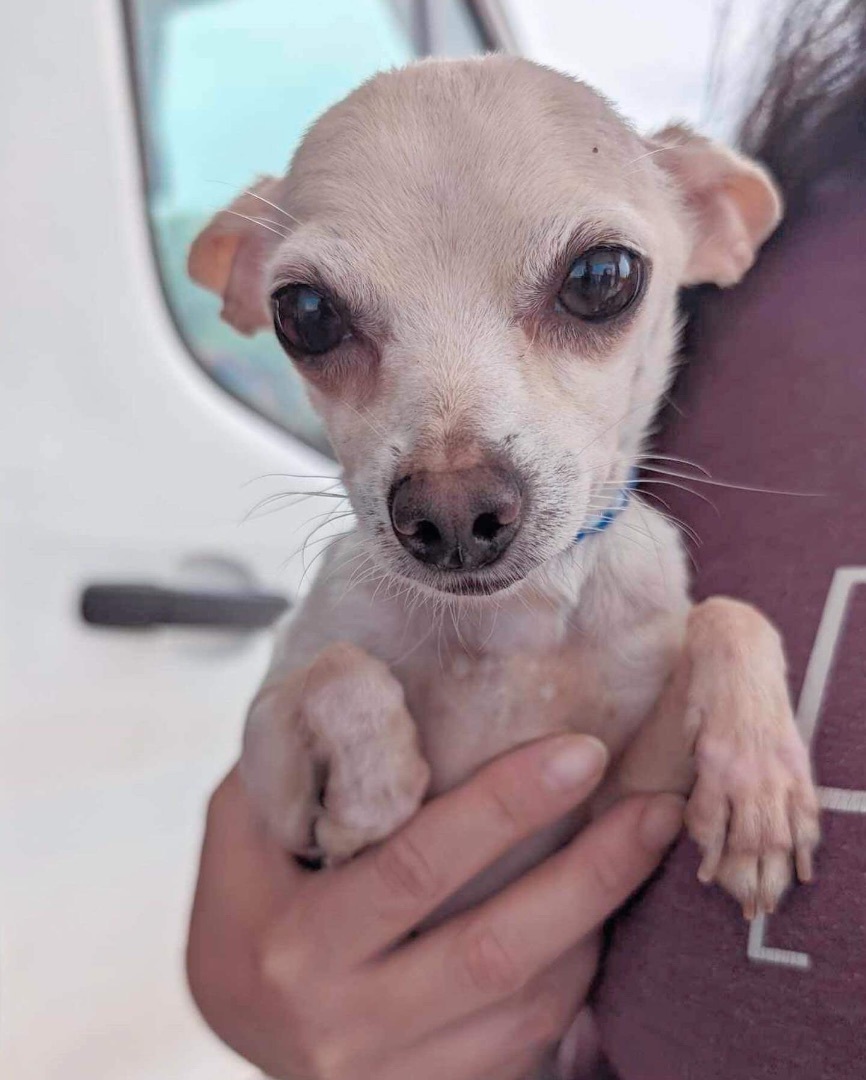 Jimmy Cricket "JC", a Adopted Chihuahua in Warren, RI image 3/3