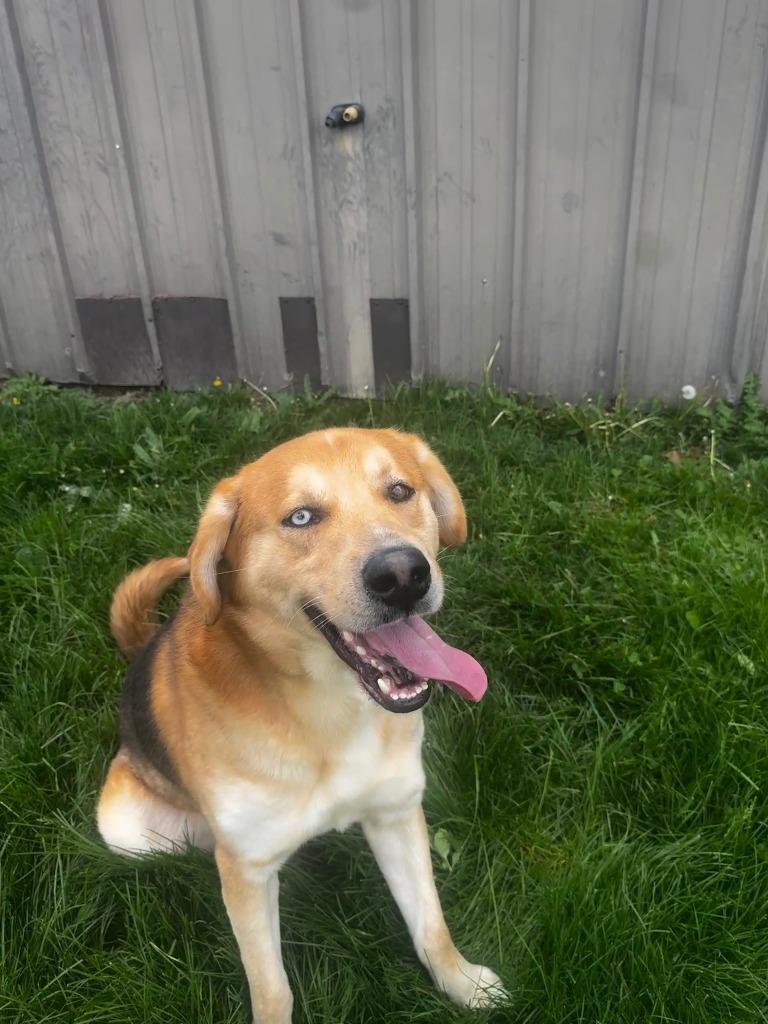 Enlarge Baxter, a Adoptable mixed breed in Findlay, OH image 1/6