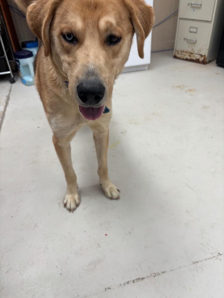 Enlarge Baxter, a Adoptable mixed breed in Findlay, OH image 2/6