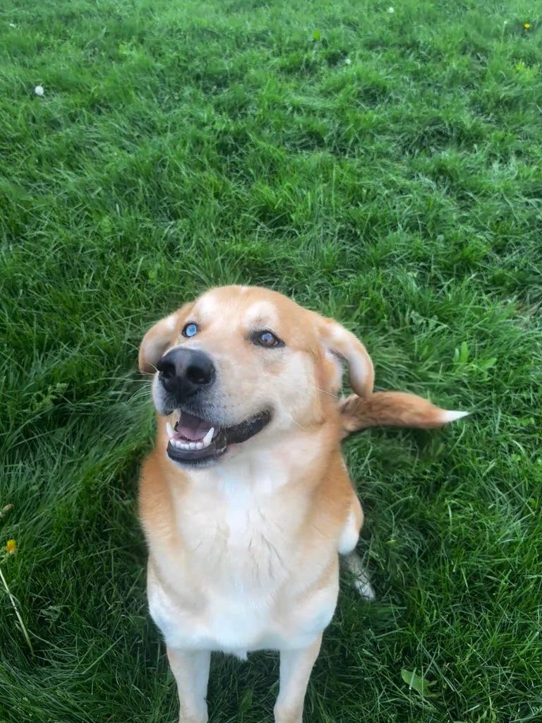 Enlarge Baxter, a Adoptable mixed breed in Findlay, OH image 3/6
