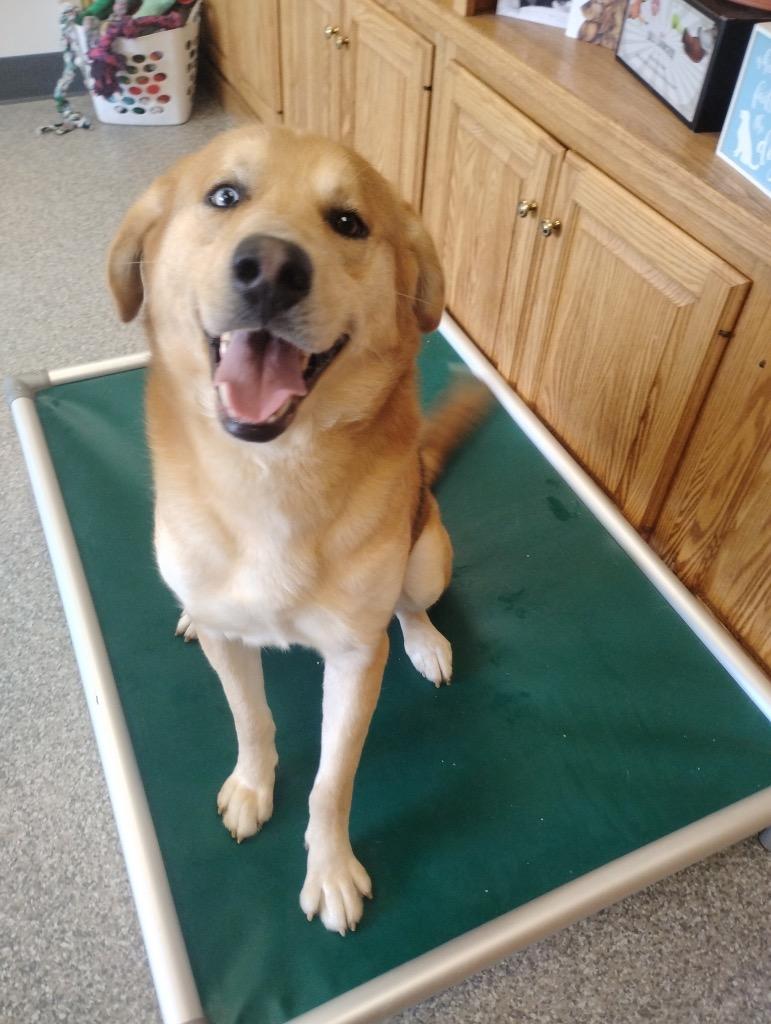 Enlarge Baxter, a Adoptable mixed breed in Findlay, OH image 4/6