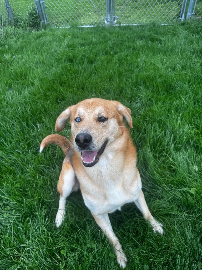 Enlarge Baxter, a Adoptable mixed breed in Findlay, OH image 5/6