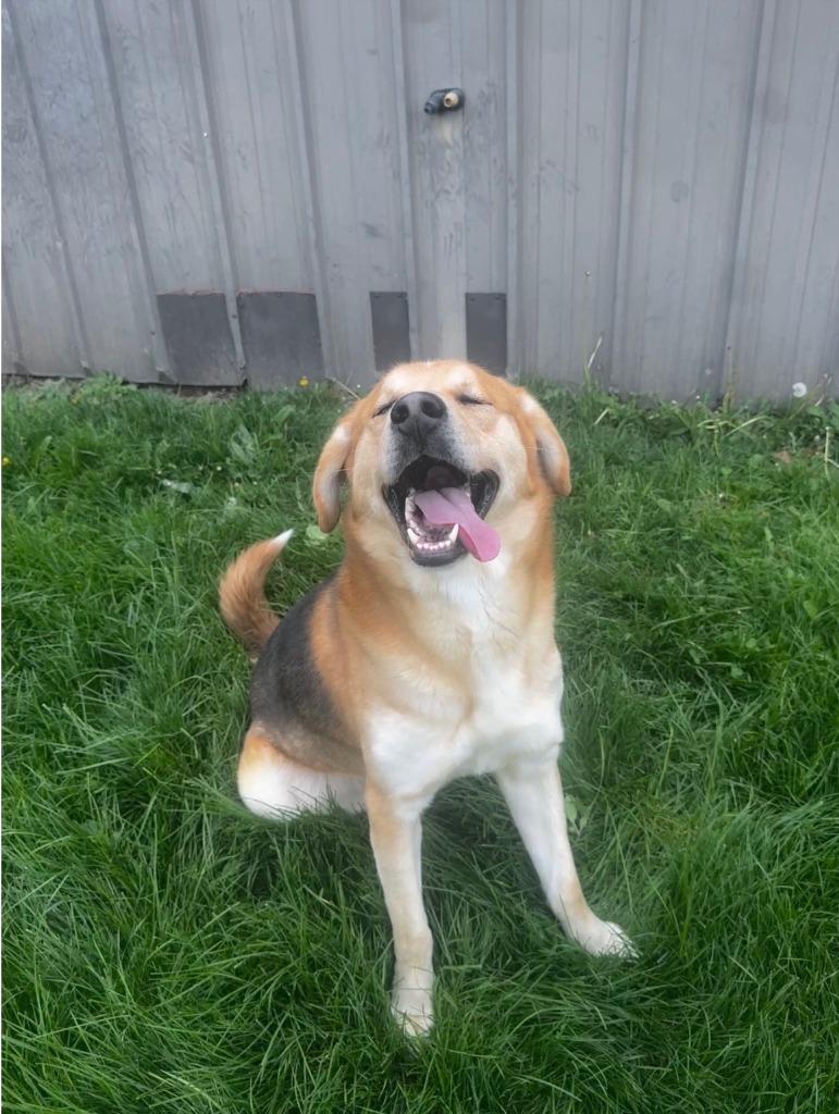 Enlarge Baxter, a Adoptable mixed breed in Findlay, OH image 6/6