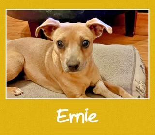 Enlarge Ernie, a ADOPTABLE mixed breed in Farmingdale, NY image 1/1