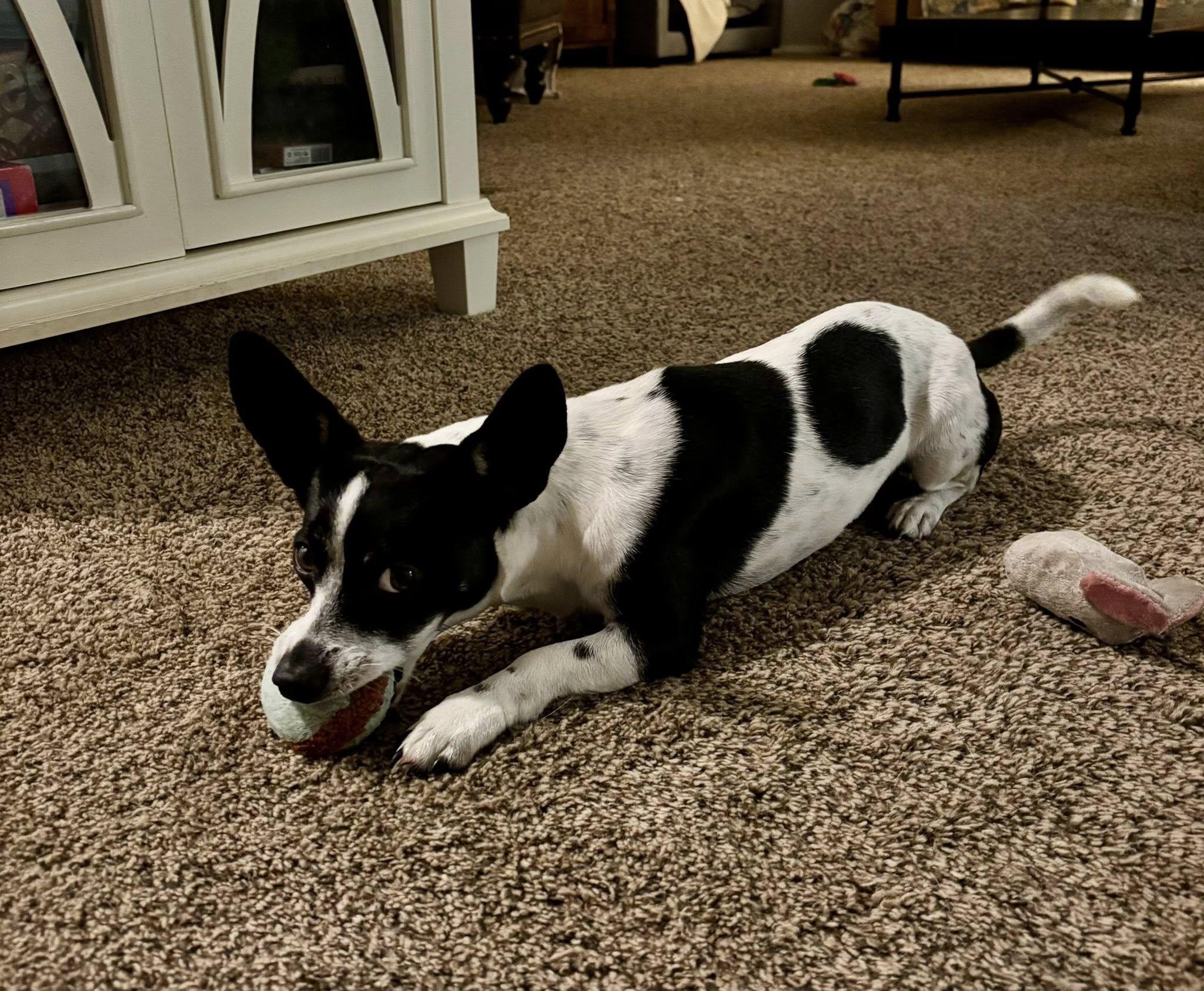 Enlarge Carlos, a ADOPTABLE mixed breed in Eugene, OR image 3/4