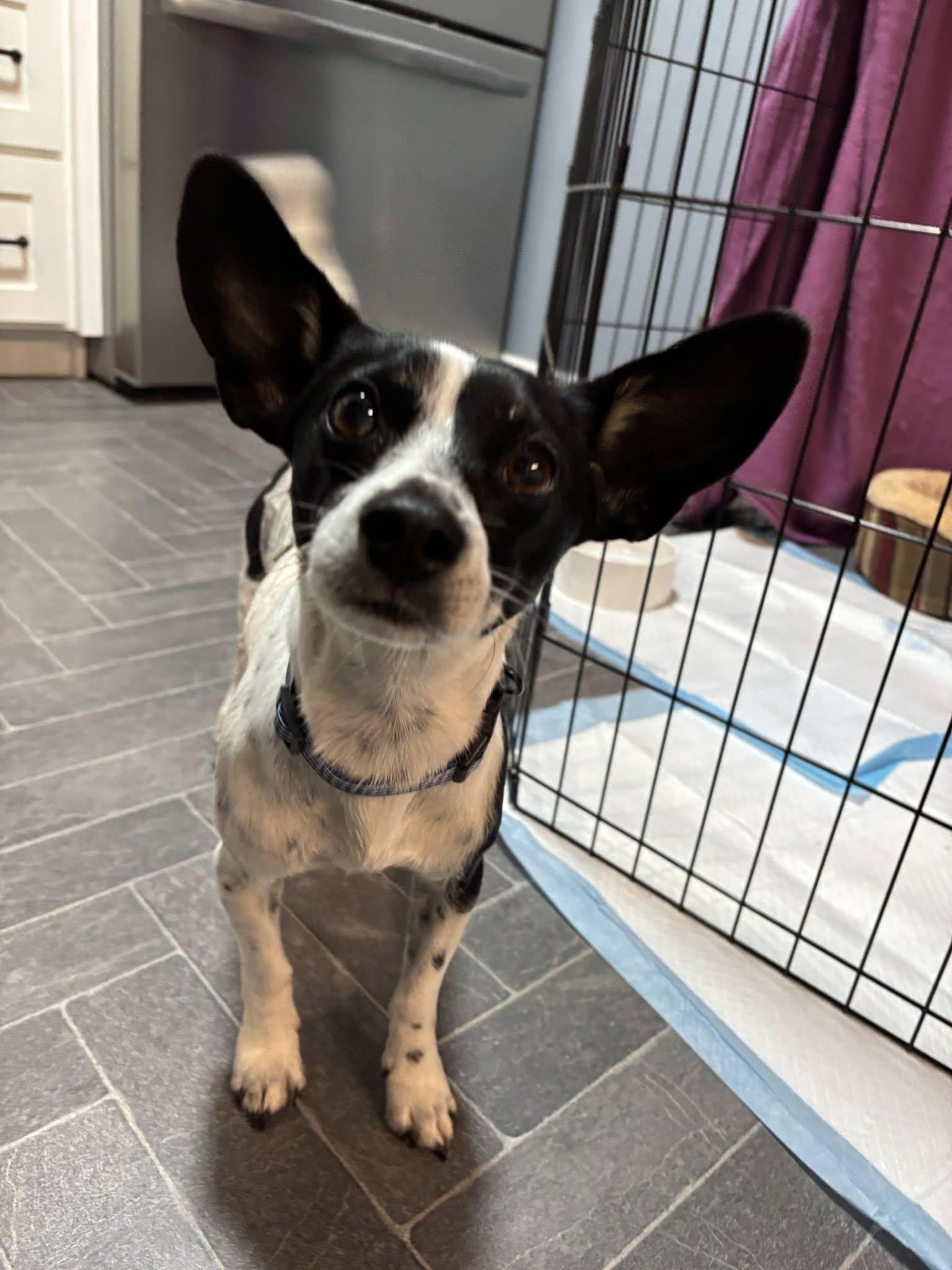 Enlarge Carlos, a ADOPTABLE mixed breed in Eugene, OR image 2/4