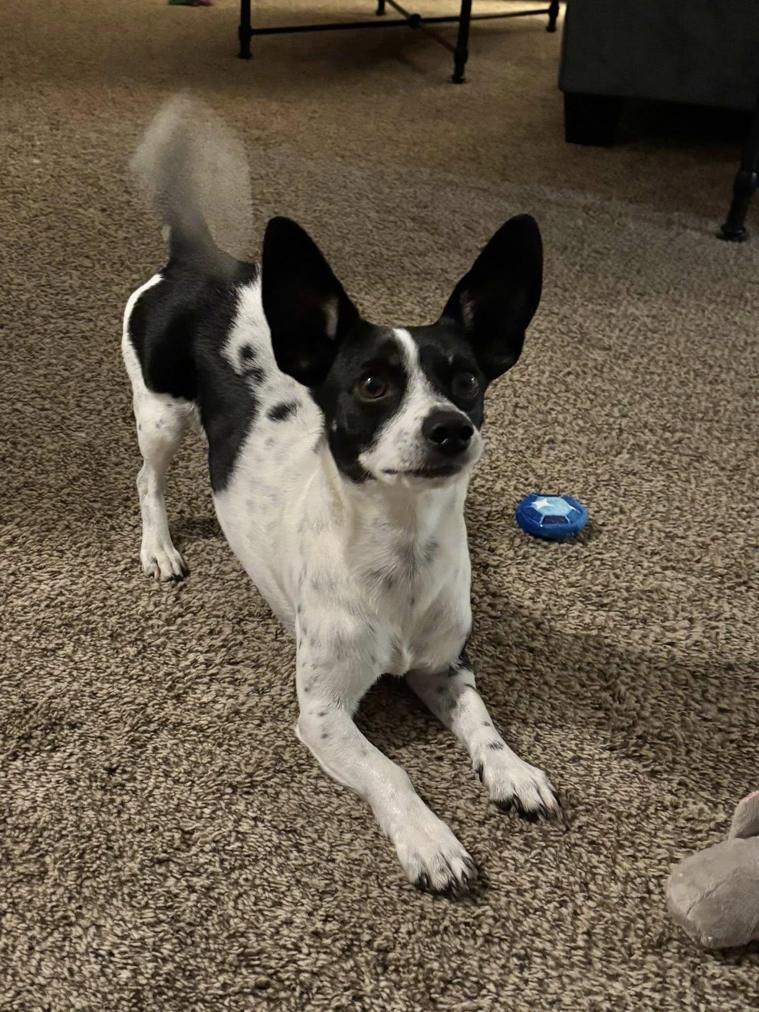 Carlos, ADOPTABLE, Adult Male Chihuahua.