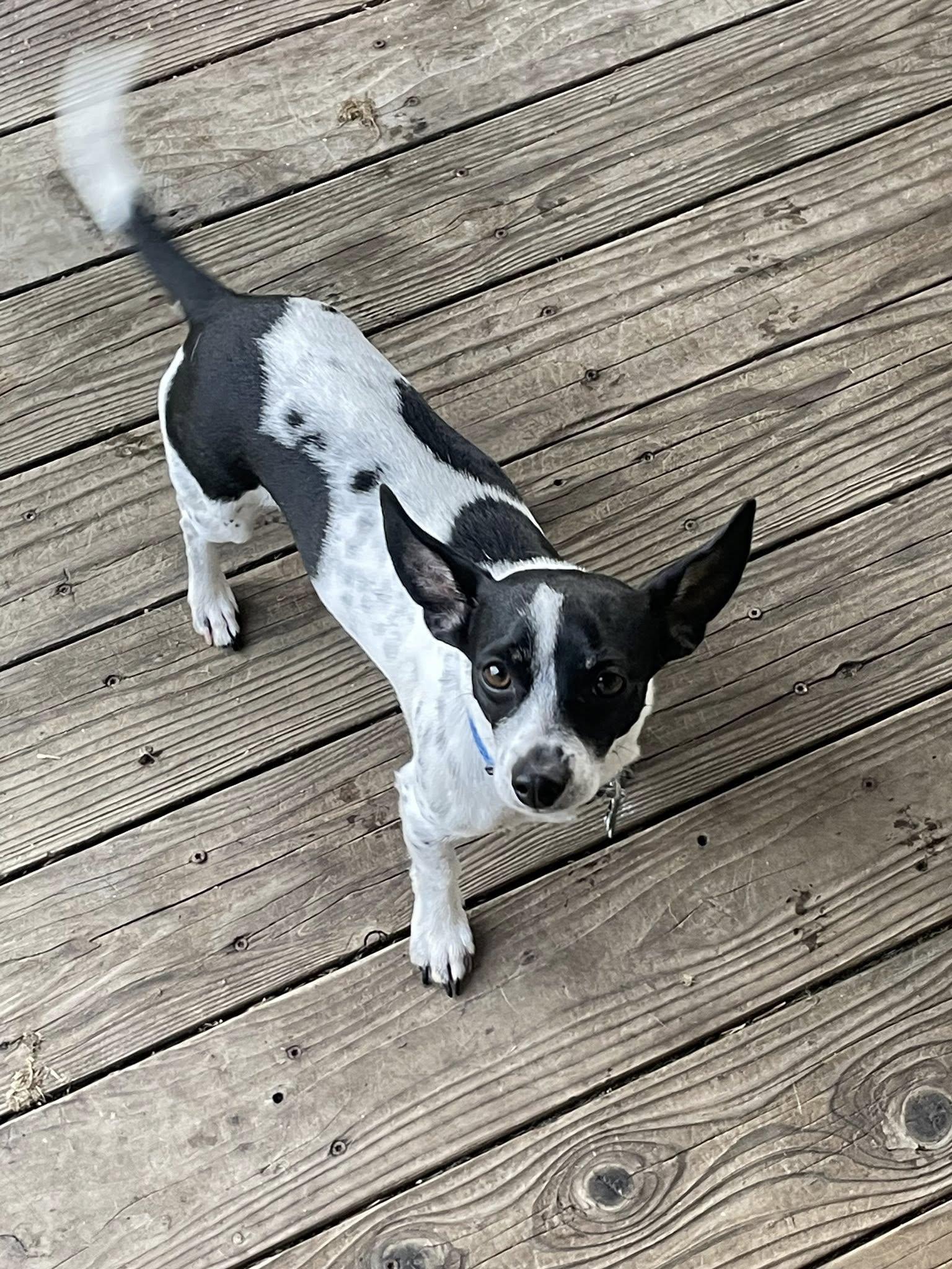 Enlarge Carlos, a ADOPTABLE mixed breed in Eugene, OR image 4/4