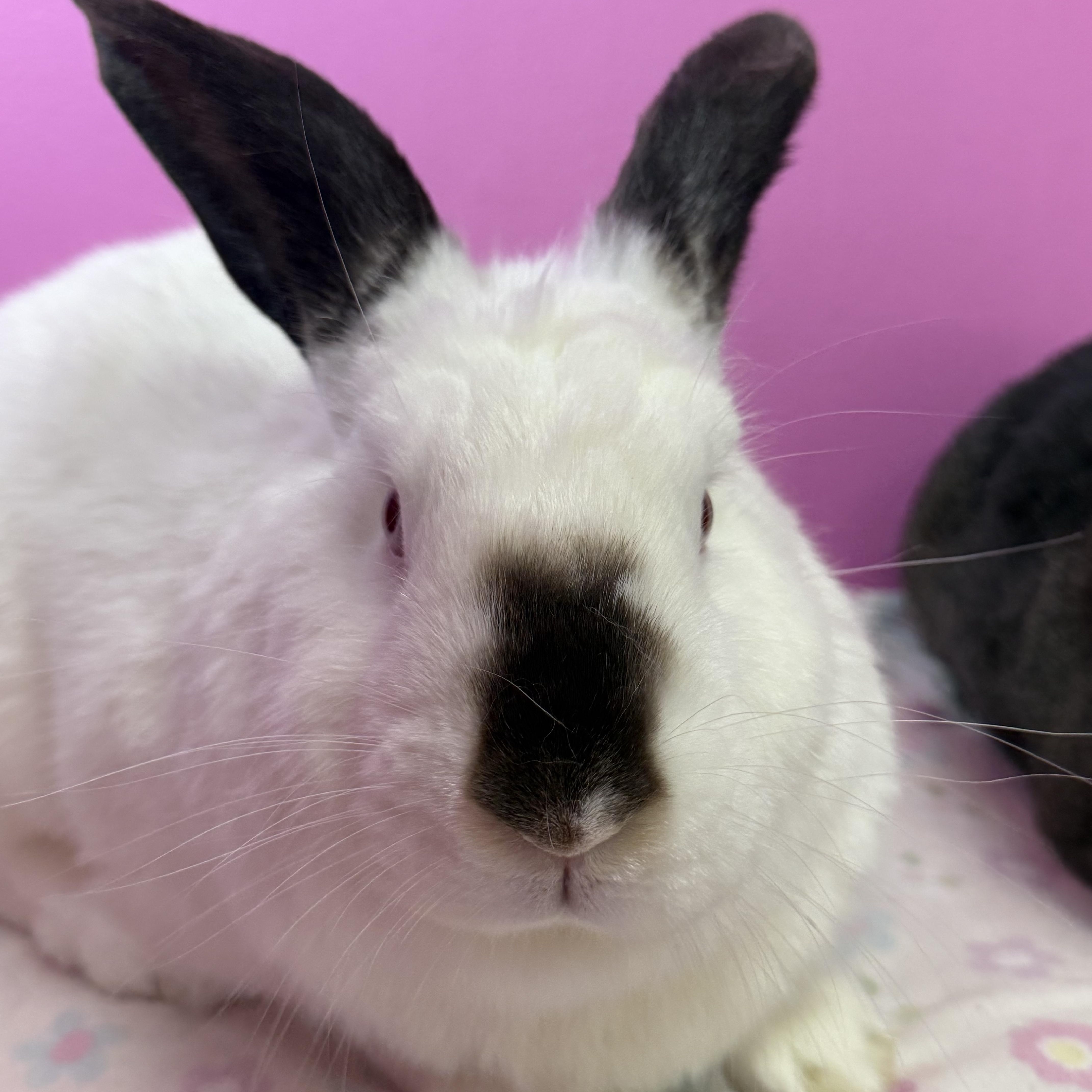 Enlarge Martini and millionaire , a ADOPTABLE Californian in St. Charles, MO image 3/3
