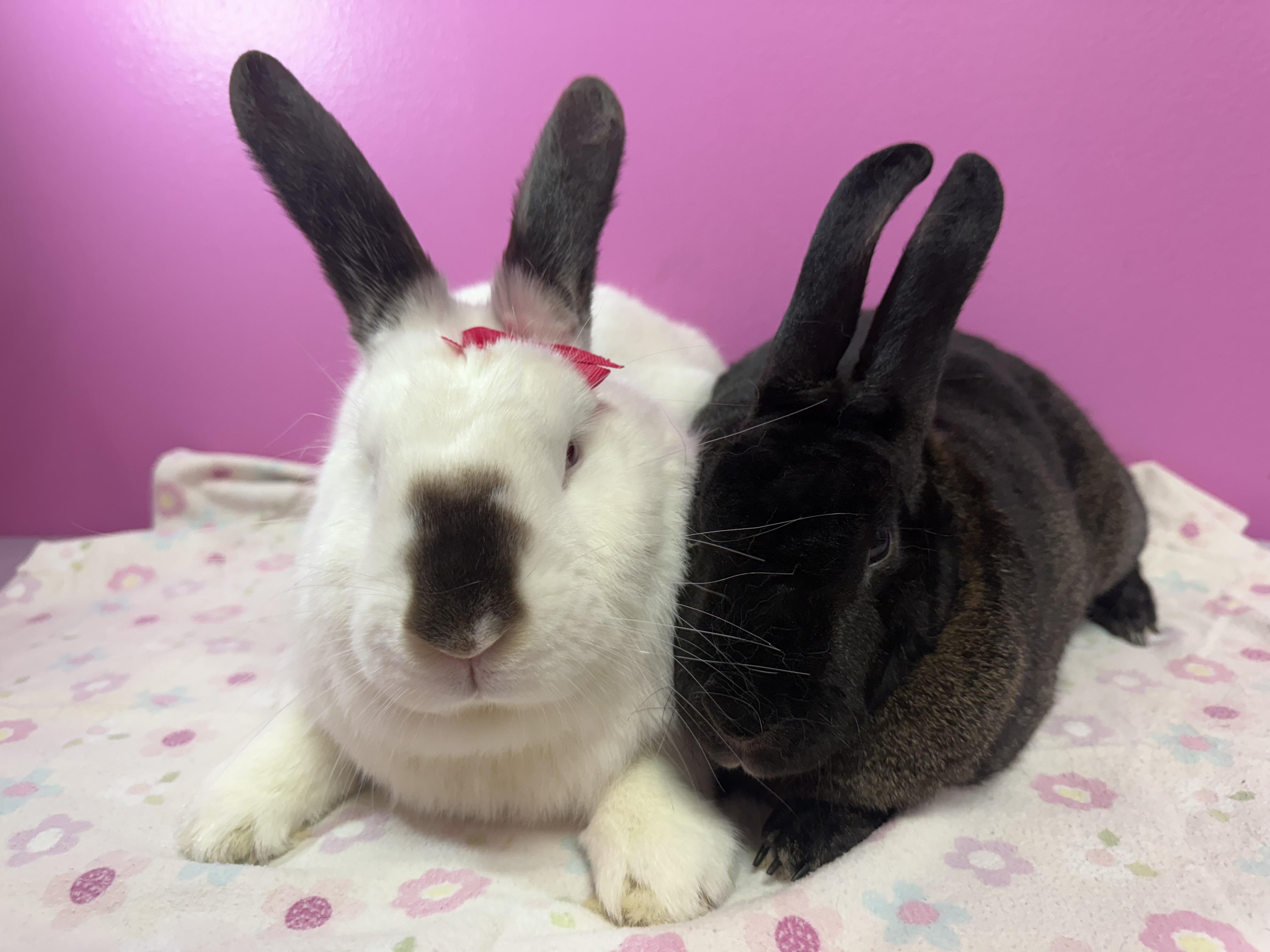 Martini and millionaire , ADOPTABLE, Adult Male Californian.