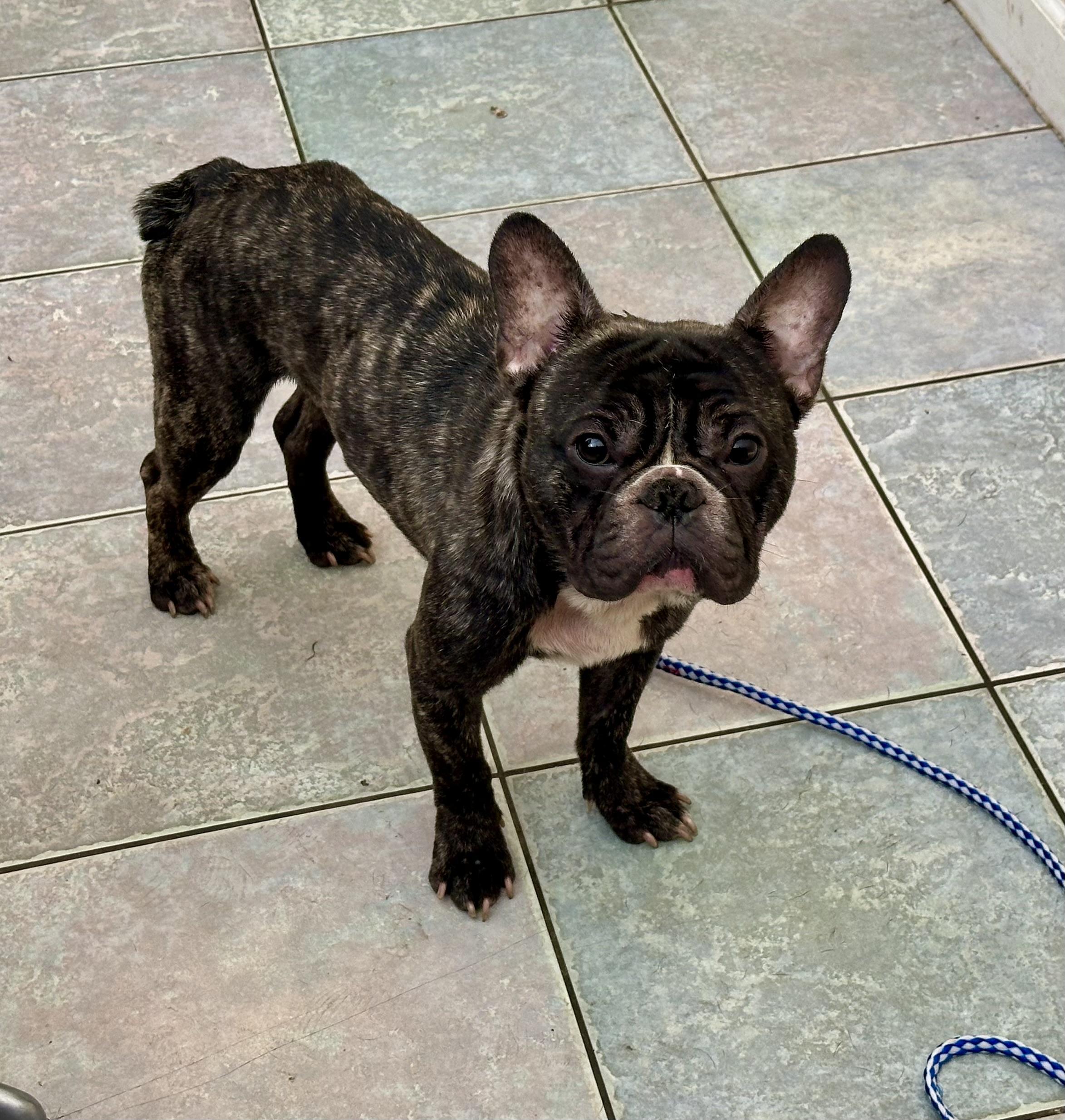 CUTE AS A BUG 10 months old, ADOPTABLE, Puppy Male French Bulldog.